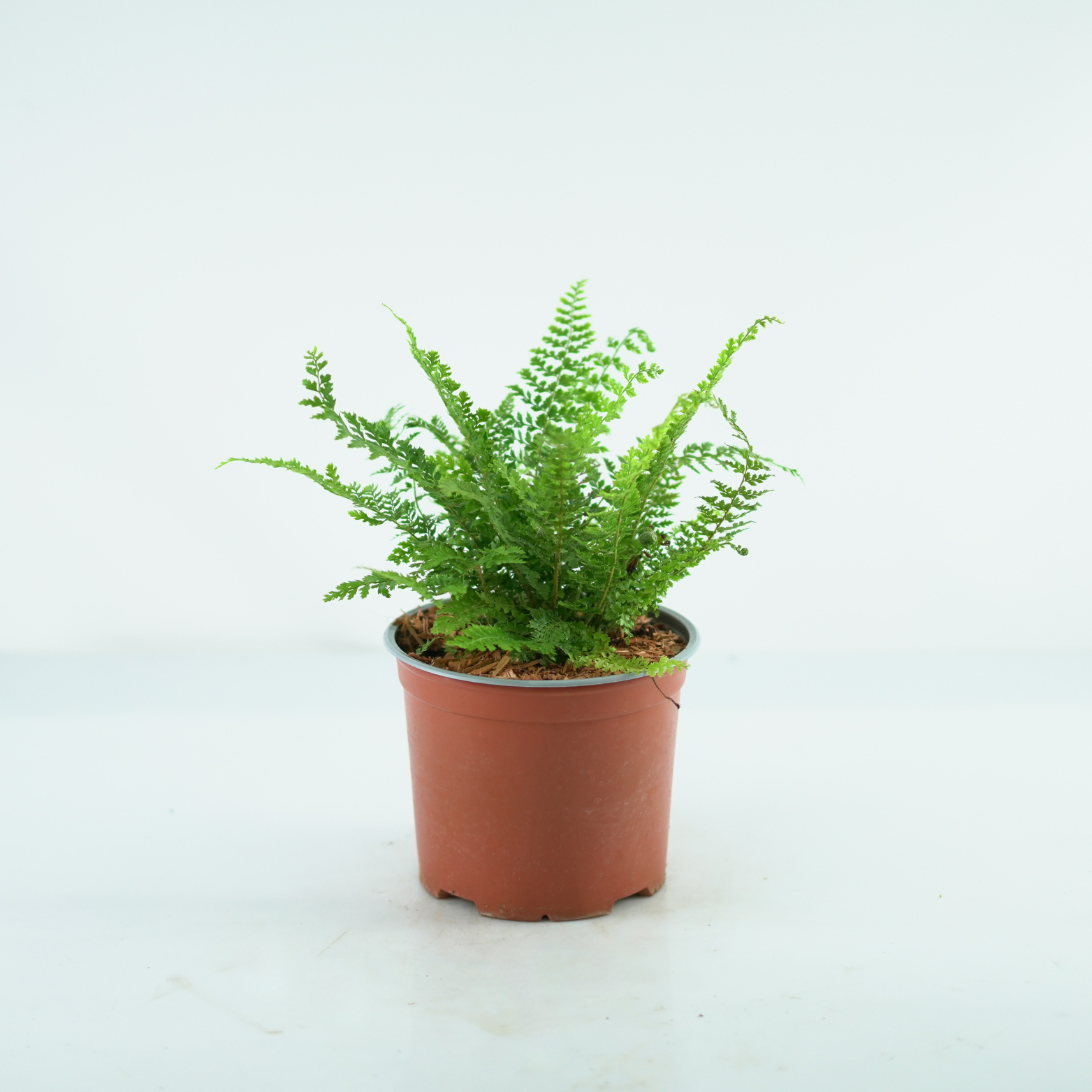 POLYSTICHUM SETIFERUM 'Herrenhausen' Paprotnik