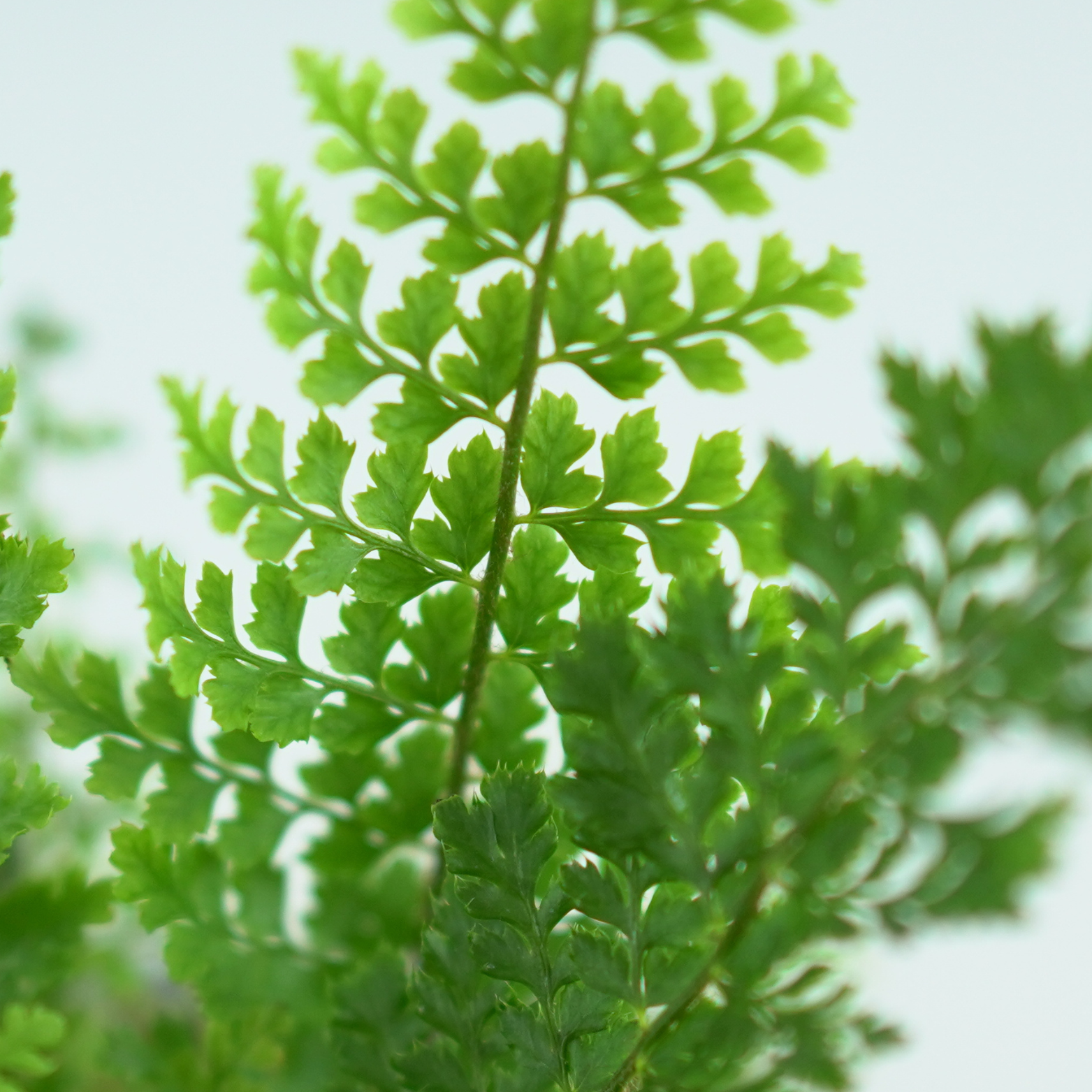 POLYSTICHUM SETIFERUM 'Herrenhausen' Paprotnik