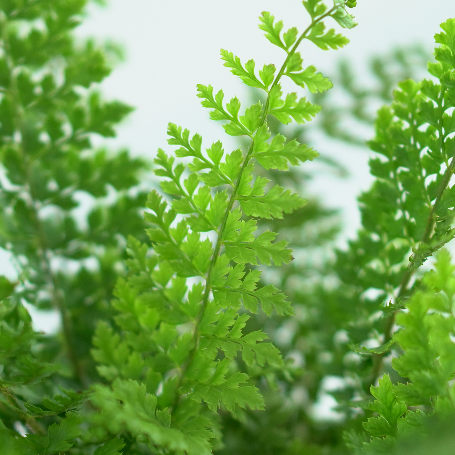 POLYSTICHUM SETIFERUM 'Herrenhausen' Paprotnik