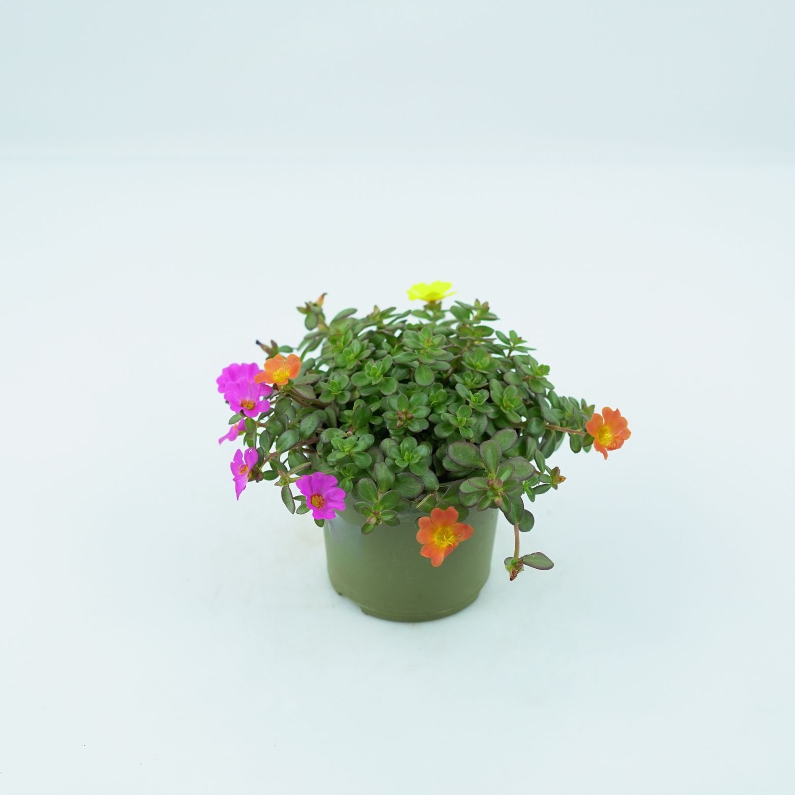 PORTULACA GRANDIFLORA Portulaca wielkokwiatowa