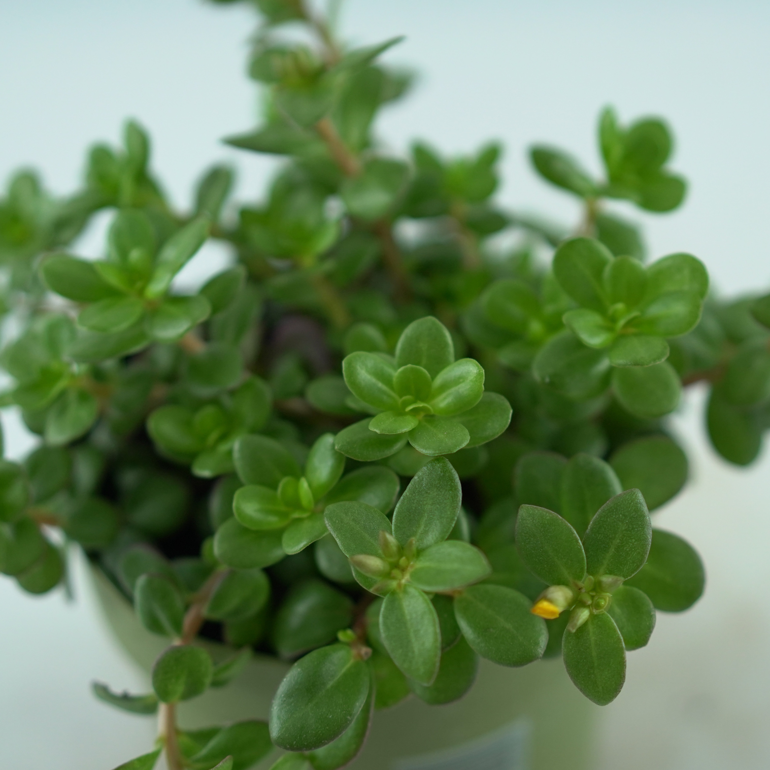 PORTULACA GRANDIFLORA Portulaca wielkokwiatowa