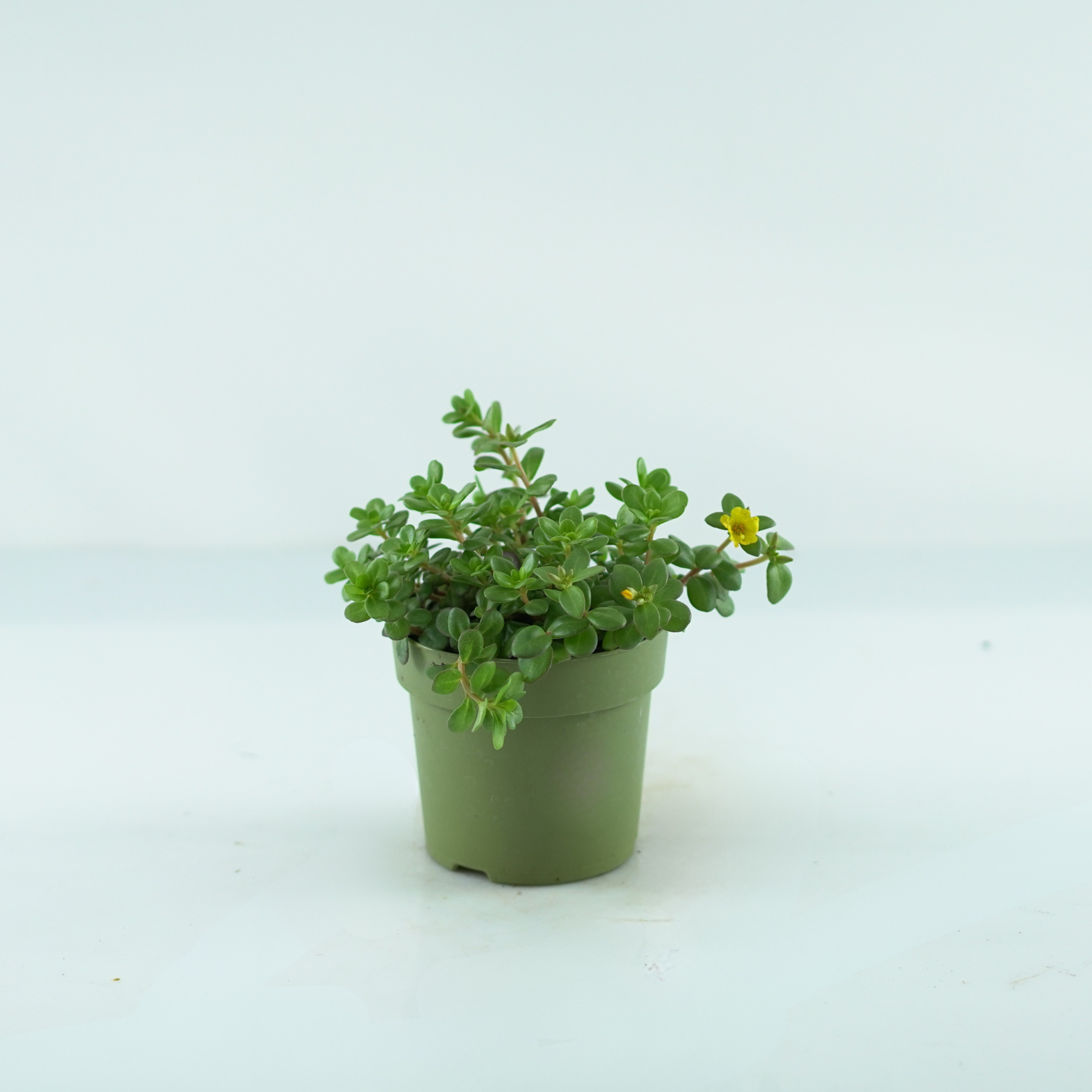 PORTULACA GRANDIFLORA Portulaca wielkokwiatowa