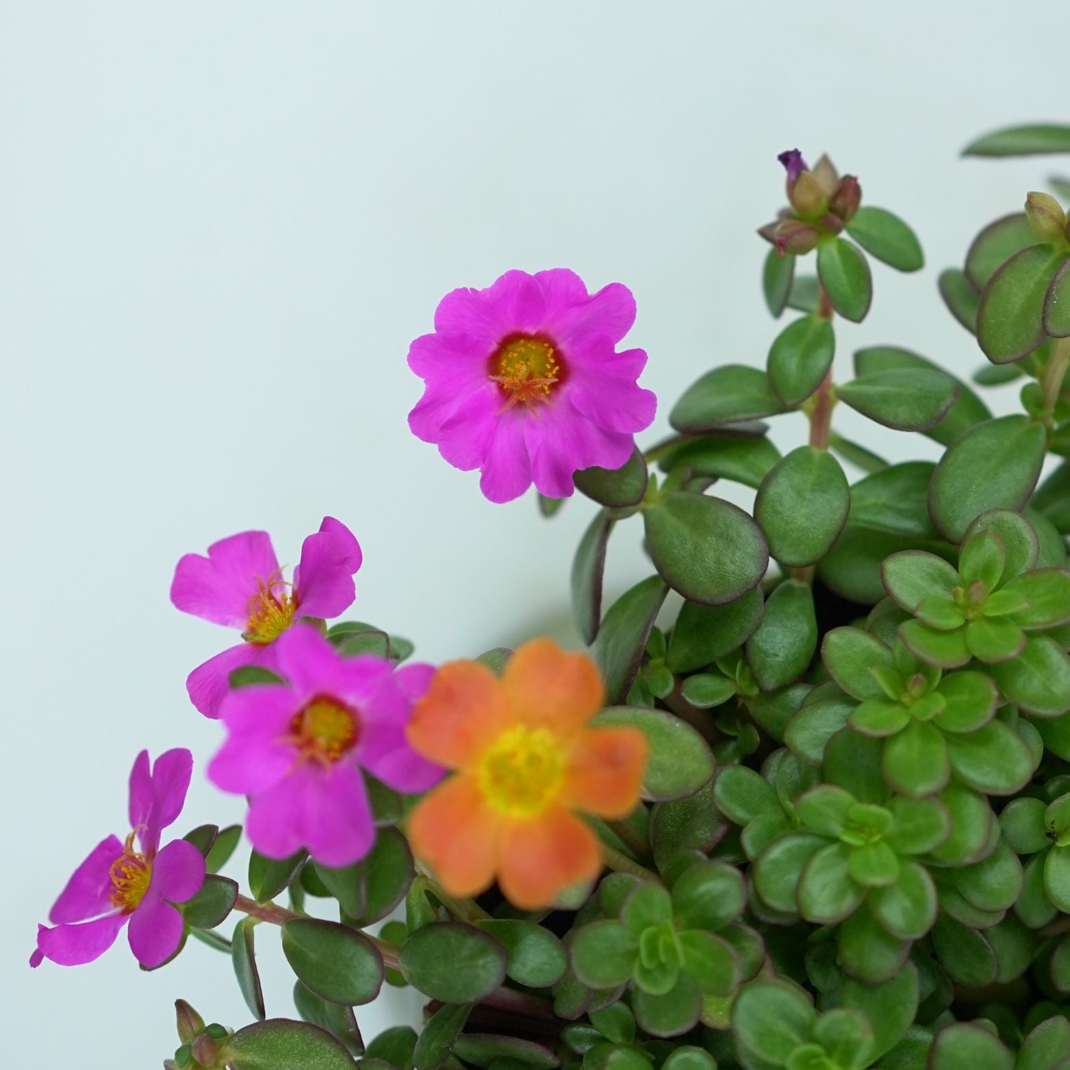 PORTULACA GRANDIFLORA Portulaca wielkokwiatowa