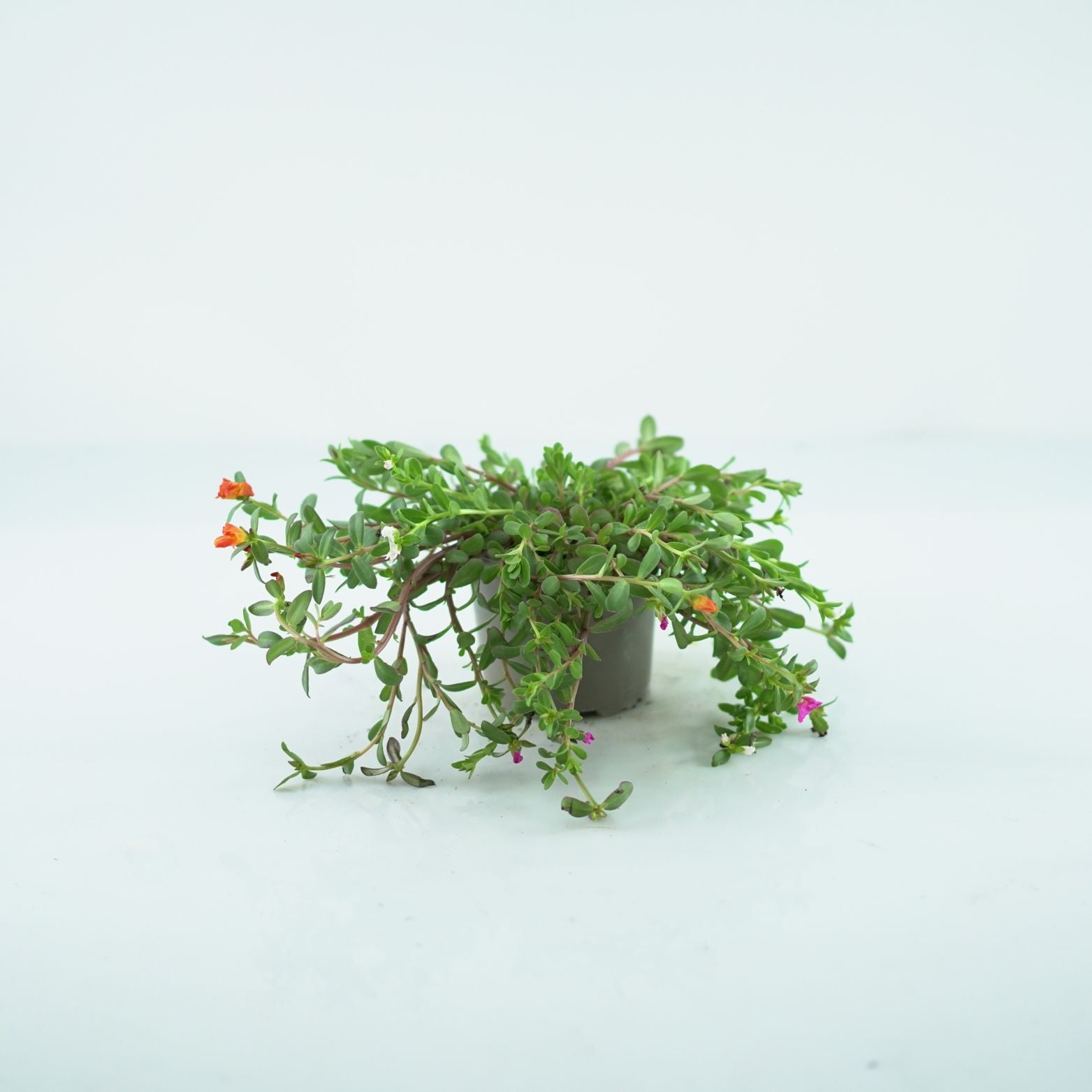PORTULACA GRANDIFLORA Portulaca wielkokwiatowa