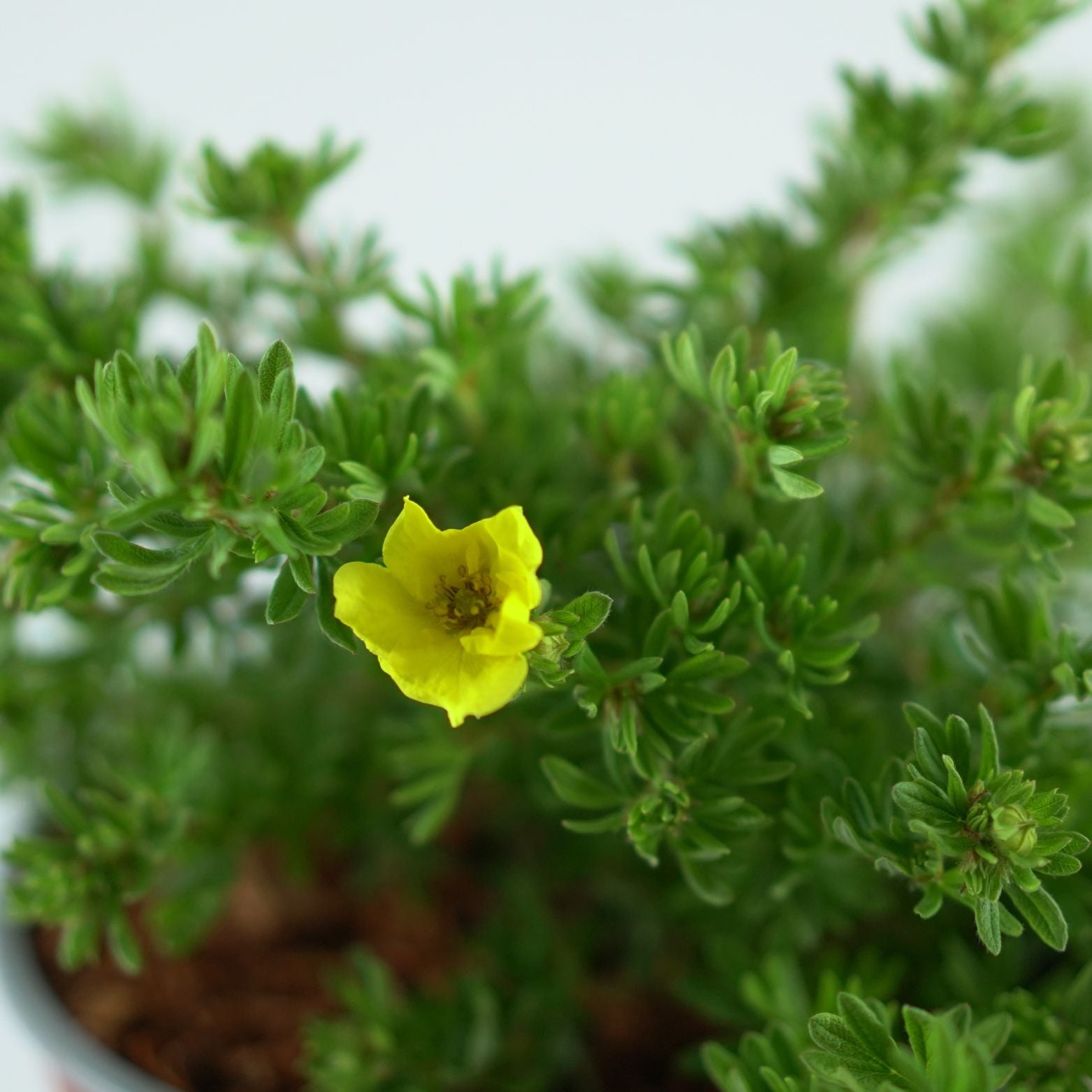 POTENTILLA FRUTICOSA 'Kobold' Pięciornik