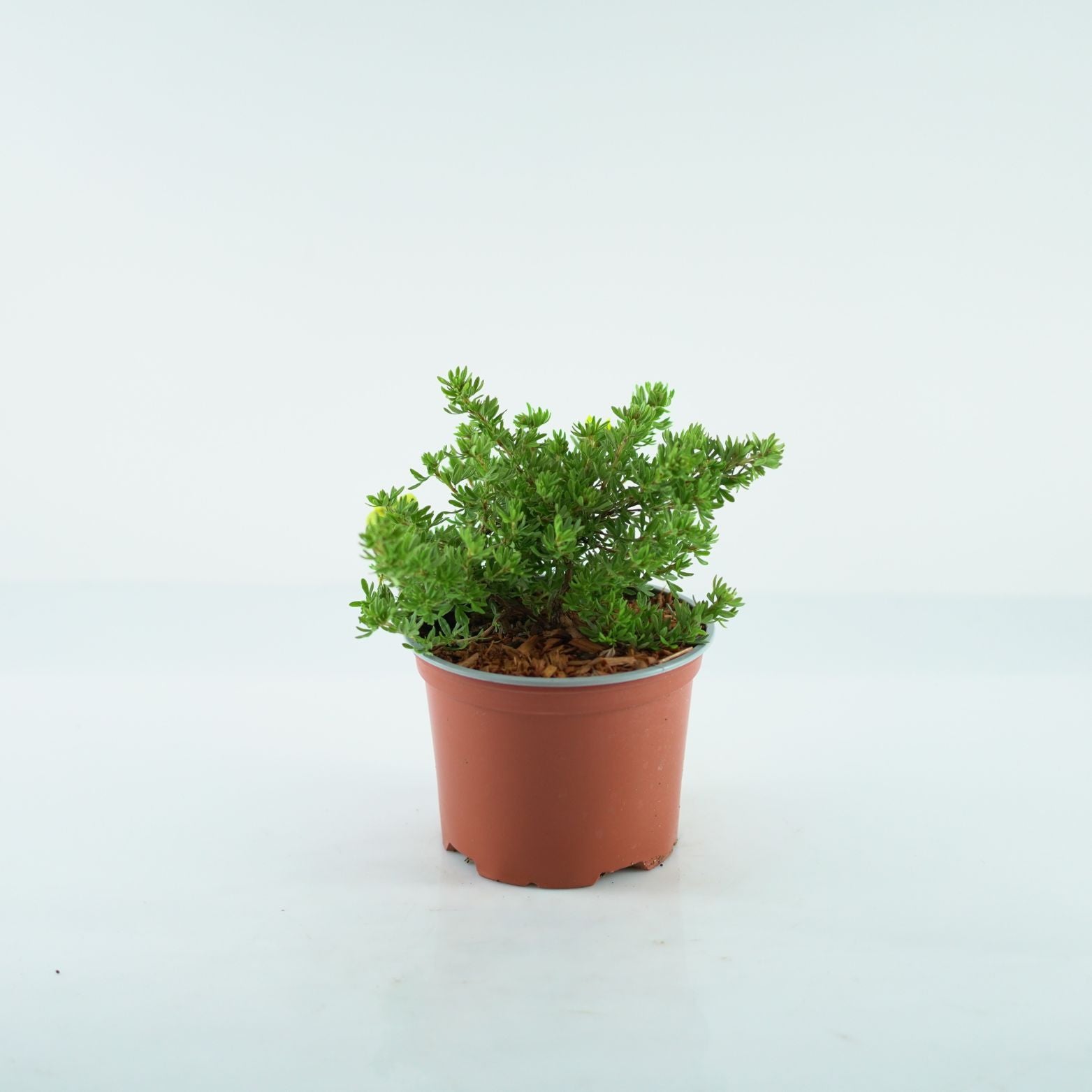 POTENTILLA FRUTICOSA 'Kobold' Pięciornik
