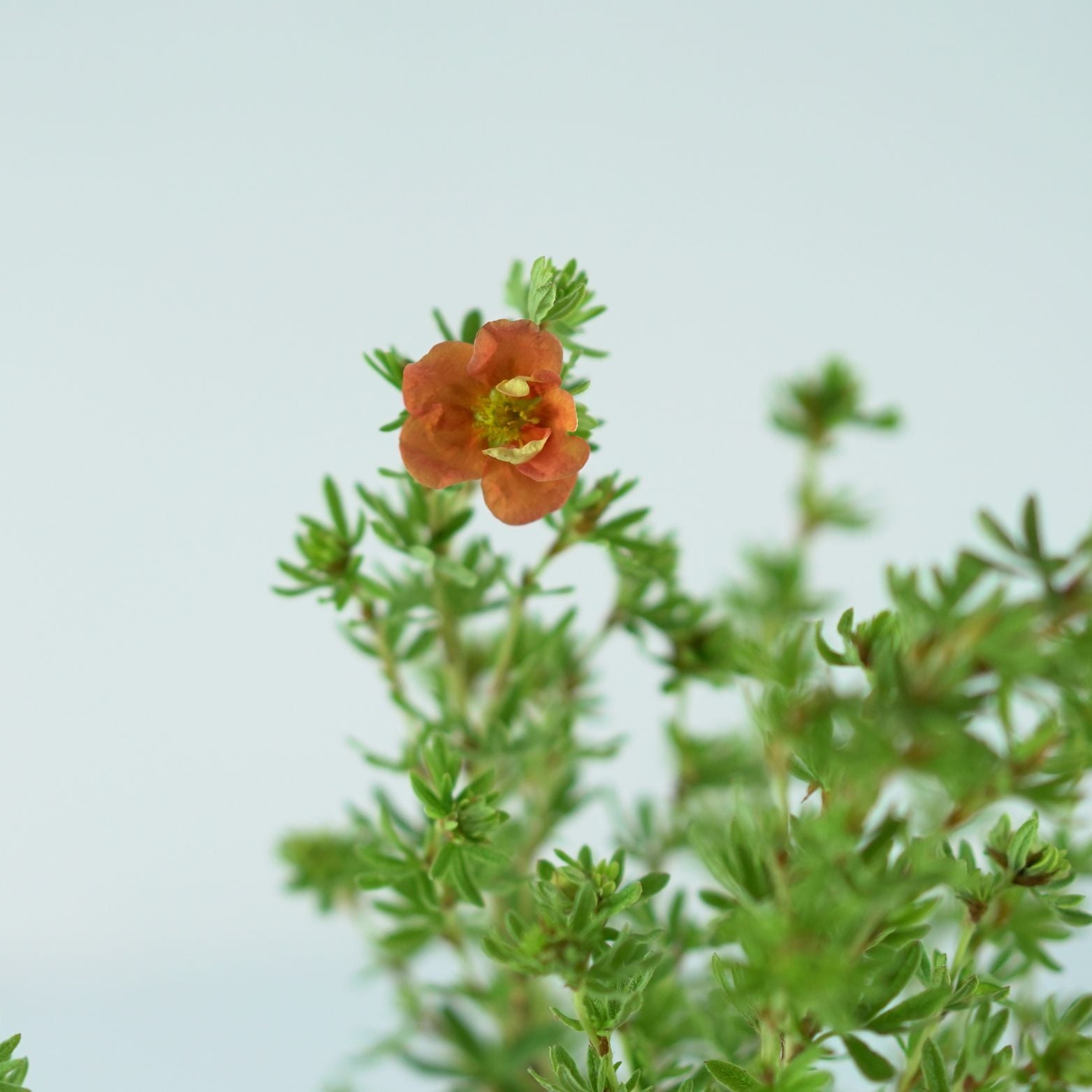POTENTILLA FRUTICOSA 'Red Ace' Pięciornik