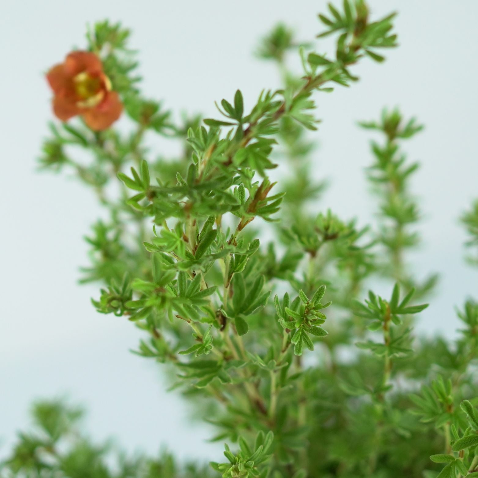 POTENTILLA FRUTICOSA 'Red Ace' Pięciornik