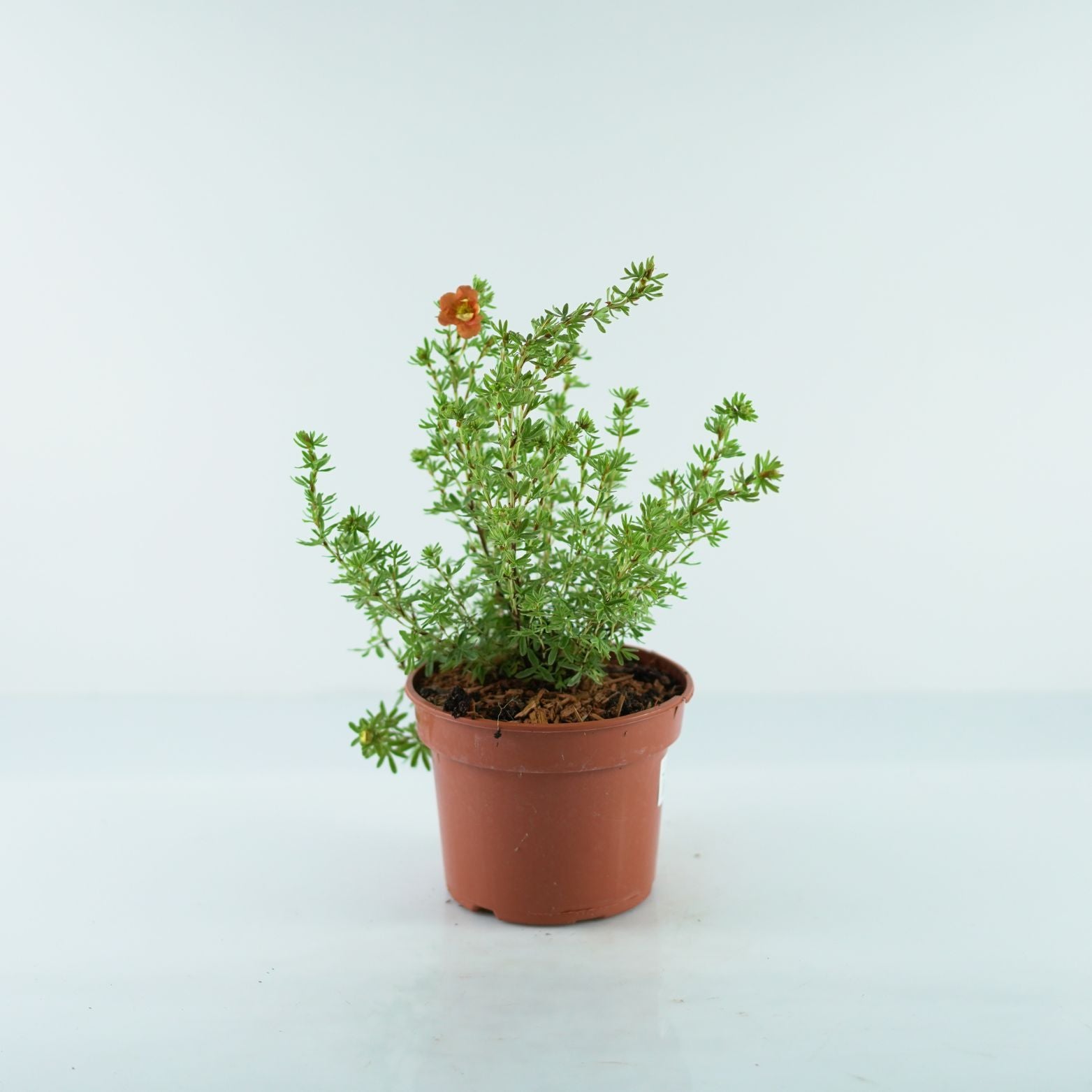 POTENTILLA FRUTICOSA 'Red Ace' Pięciornik