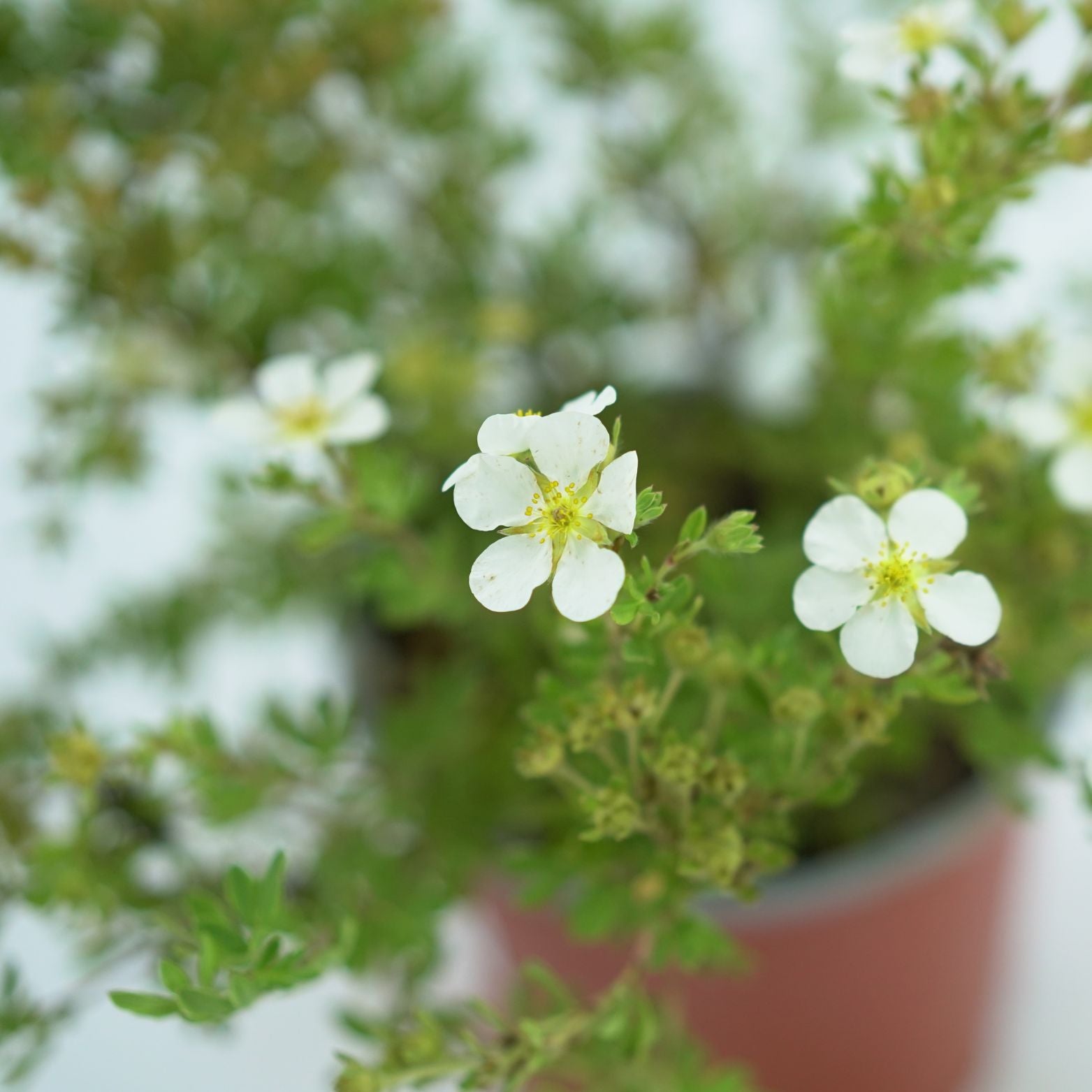 POTENTILLA FRUTICOSA 'ABBOTSWOOD' Pięciornik krzewiasty