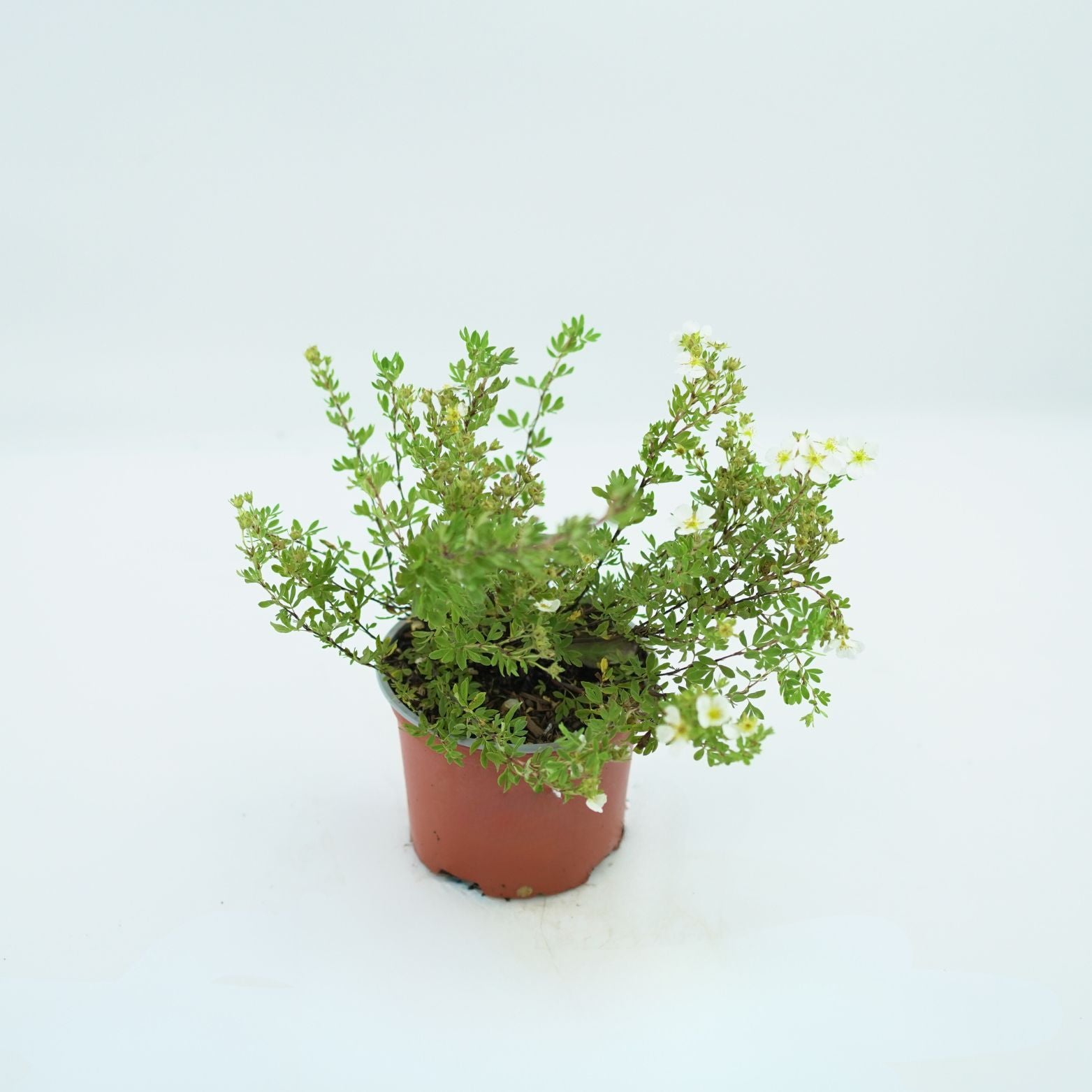 POTENTILLA FRUTICOSA 'ABBOTSWOOD' Pięciornik krzewiasty