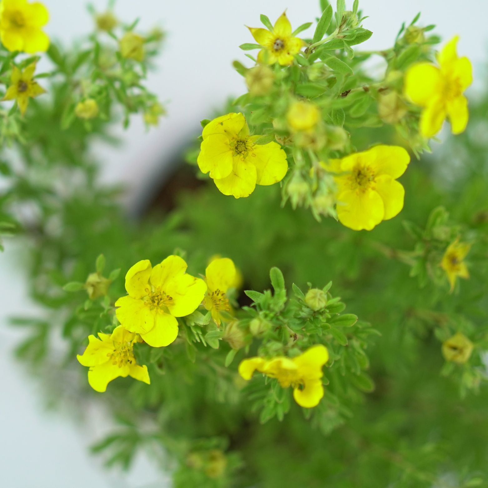 POTENTILLA FRUTICOSA 'GOLDFINGER' Pięciornik krzewiasty