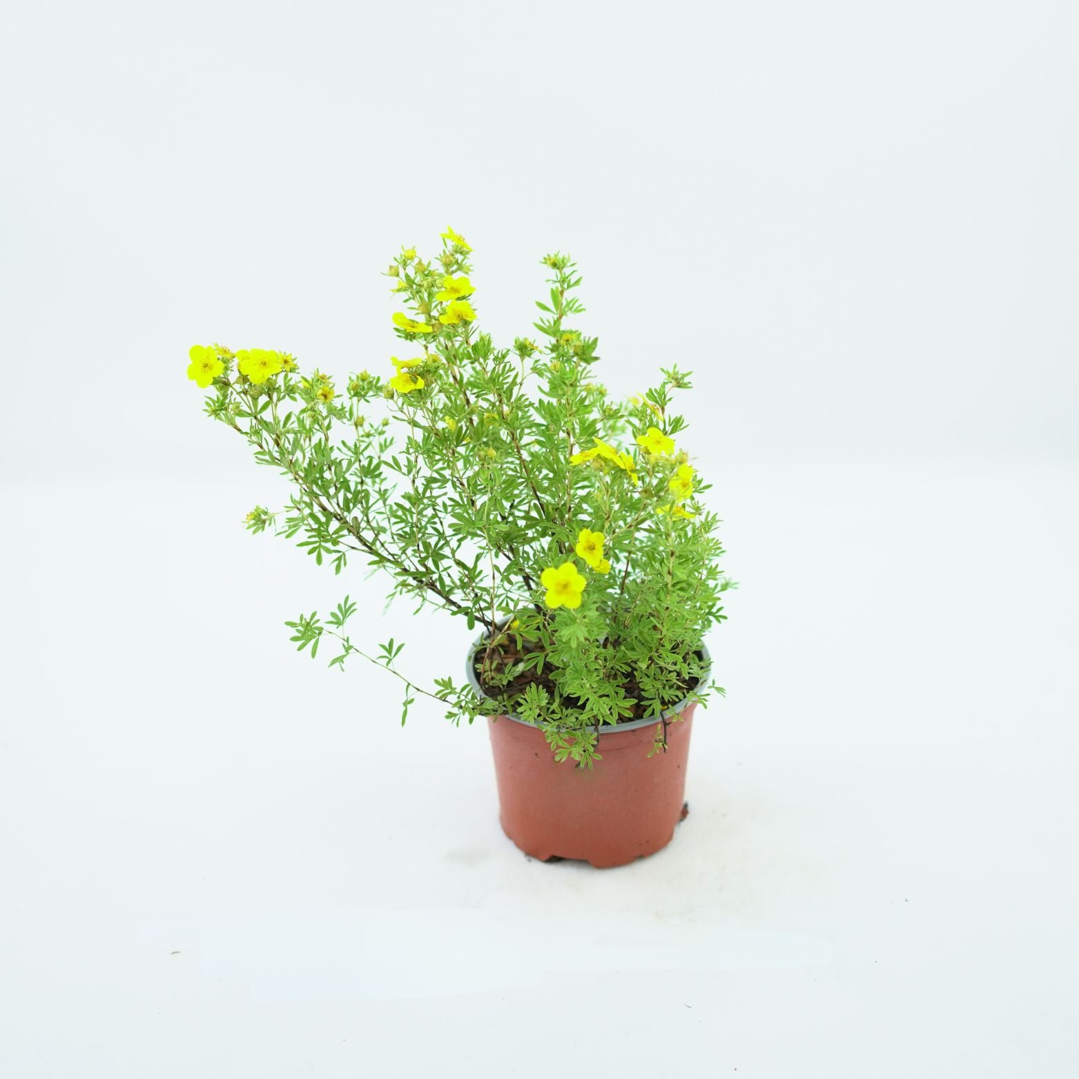 POTENTILLA FRUTICOSA 'GOLDFINGER' Pięciornik krzewiasty