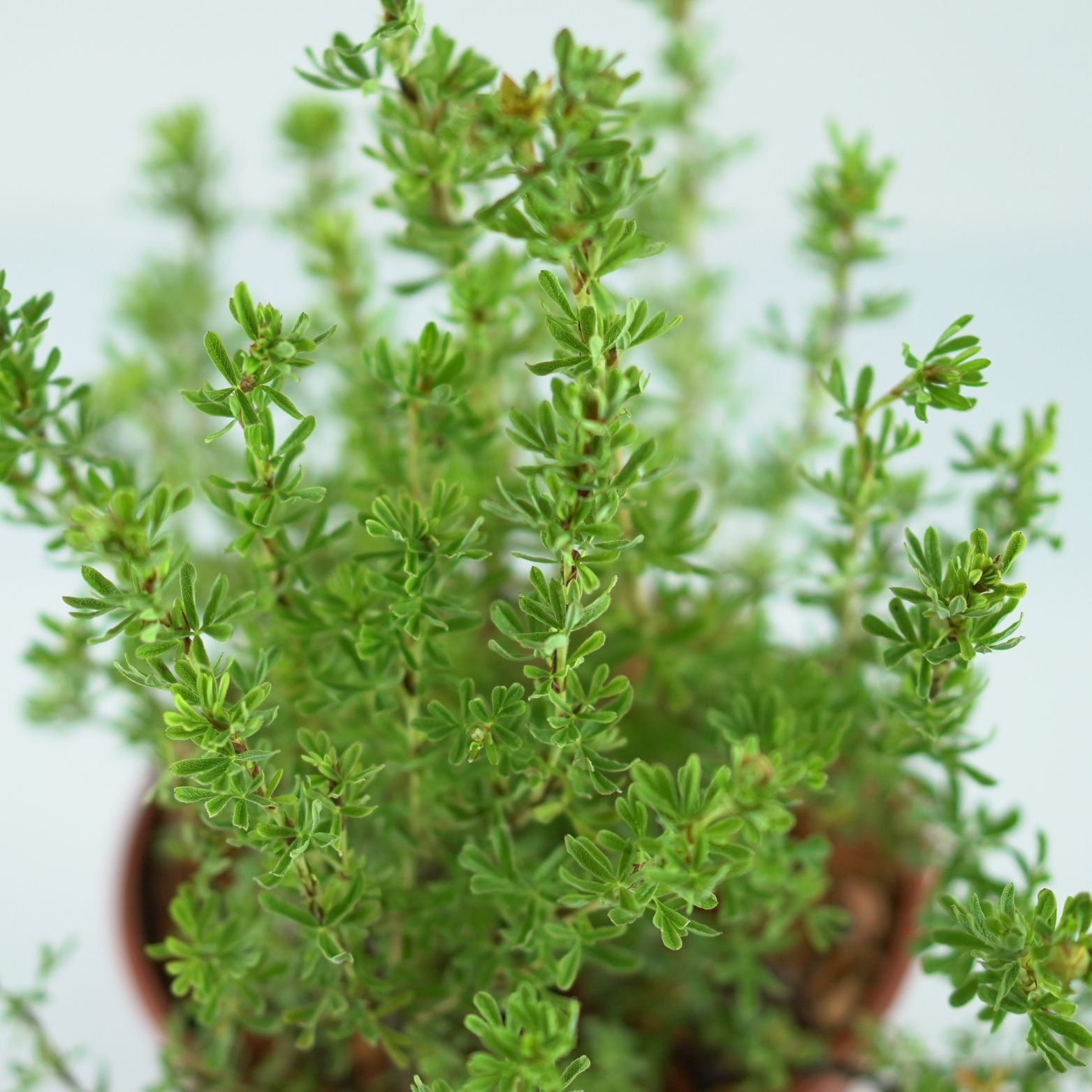 POTENTILLA FRUTICOSA 'Orang'issima' Pięciornik