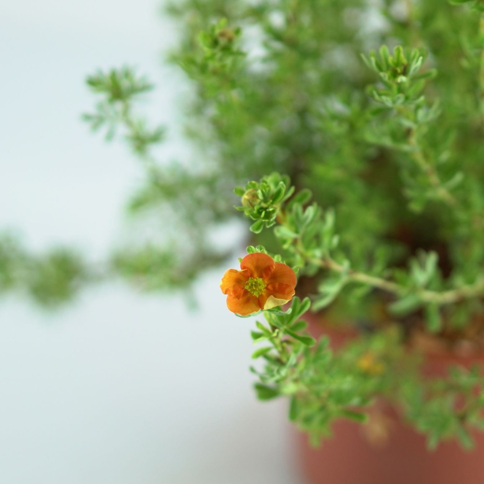POTENTILLA FRUTICOSA 'Orang'issima' Pięciornik