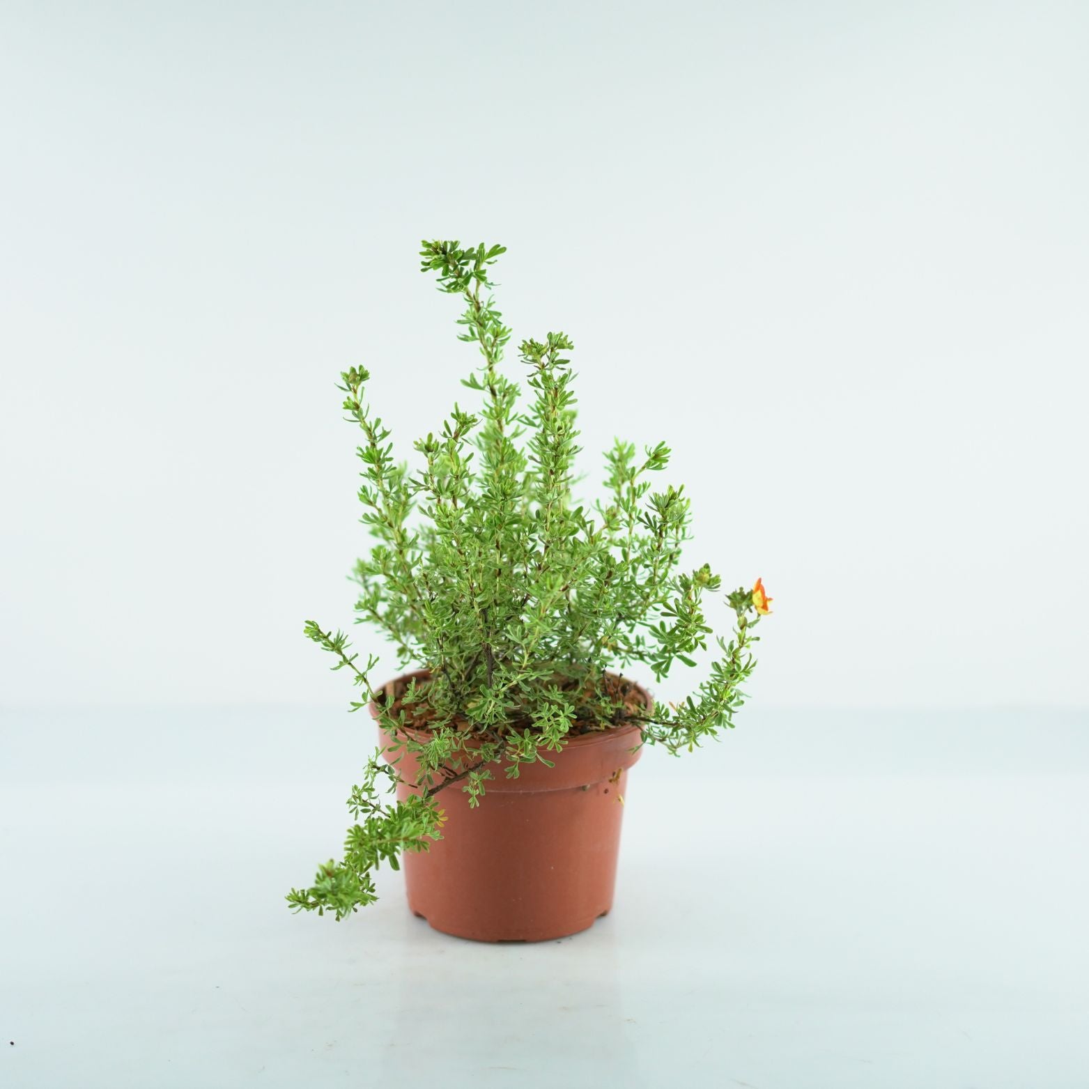 POTENTILLA FRUTICOSA 'Orang'issima' Pięciornik