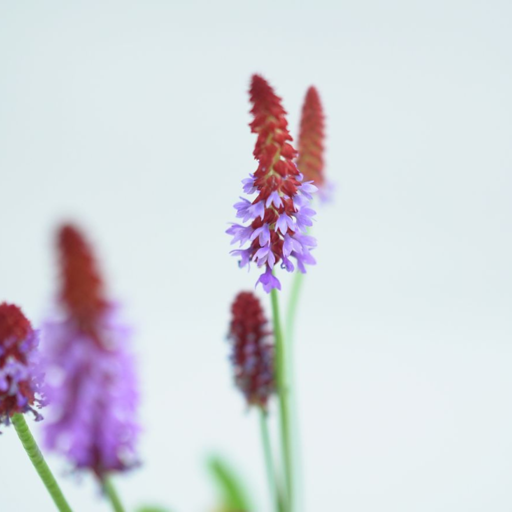 PRIMULA VIALII Pierwiosnek Viala