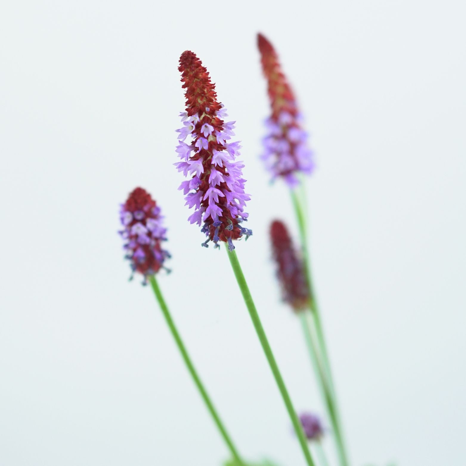 PRIMULA VIALII Pierwiosnek Viala