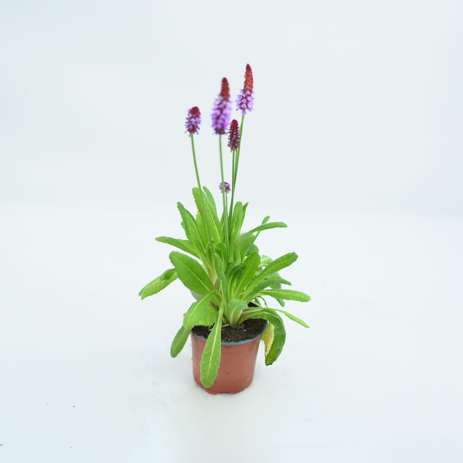 PRIMULA VIALII Pierwiosnek Viala