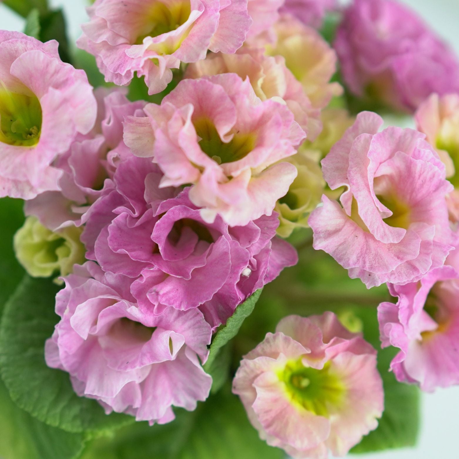 PRIMULA VULGARIS Pierwiosnek bezłodygowy