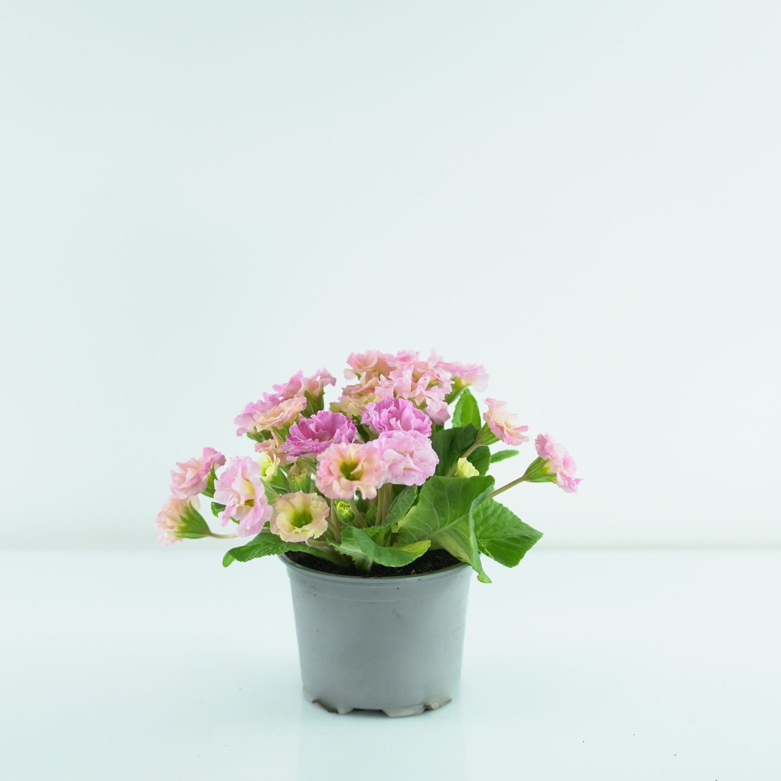 PRIMULA VULGARIS Pierwiosnek bezłodygowy