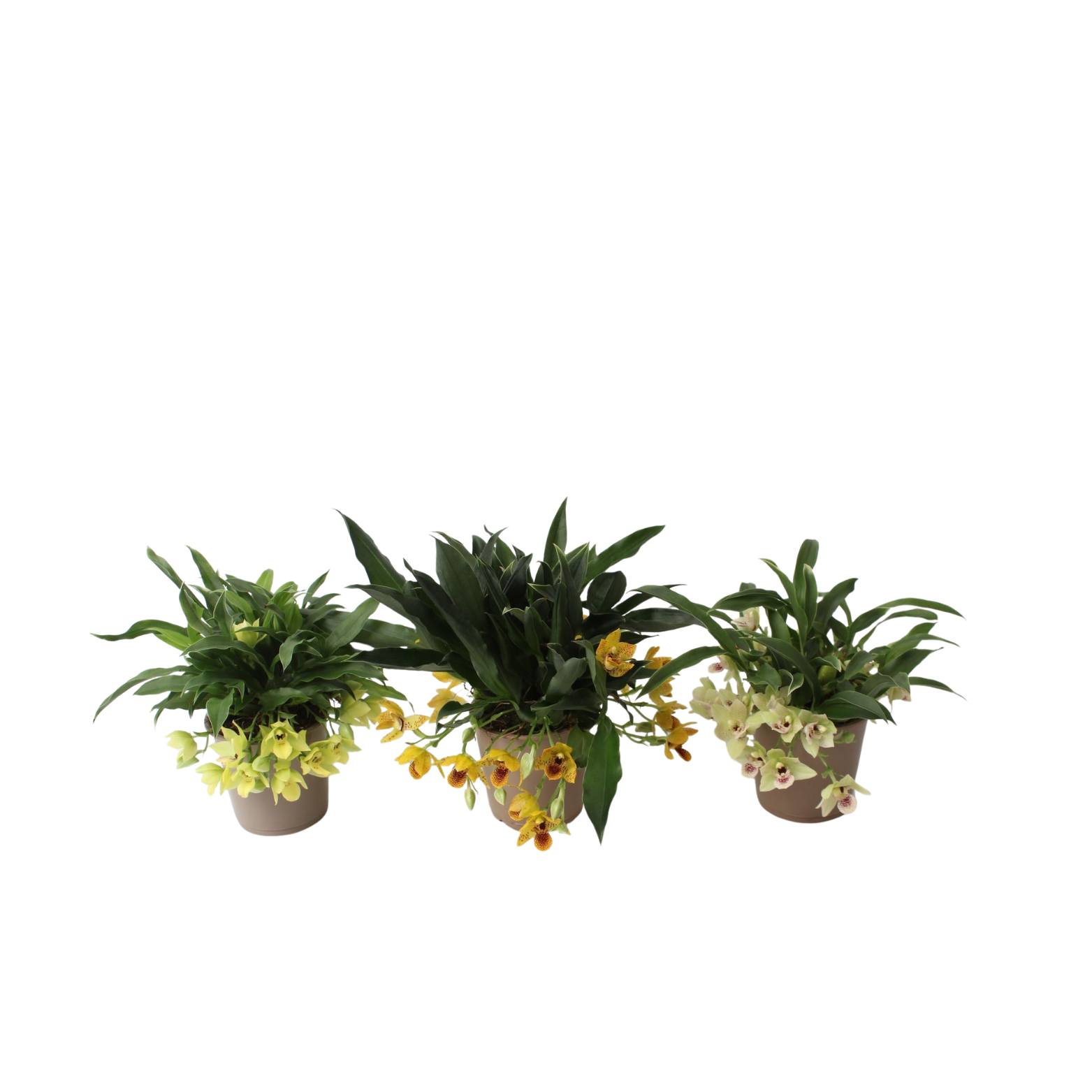 PROMENAEA 'SUNLIGHT' Orchidea
