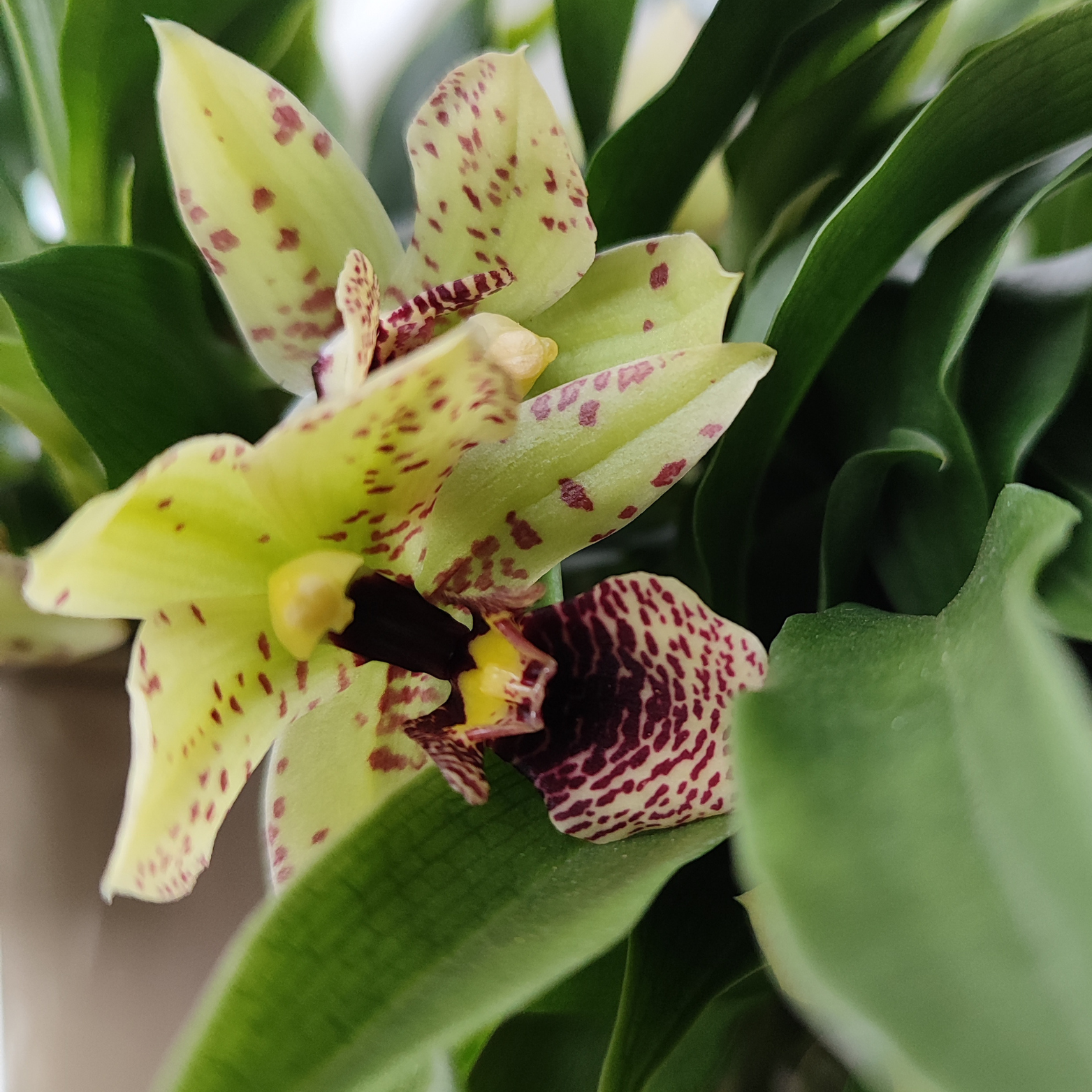 PROMENAEA 'SUNLIGHT' Orchidea