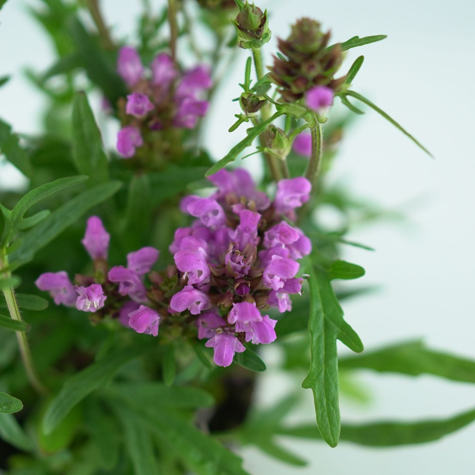 PRUNELLA GRANDIFLORA 'Bella Pink' Głowienka pospolita