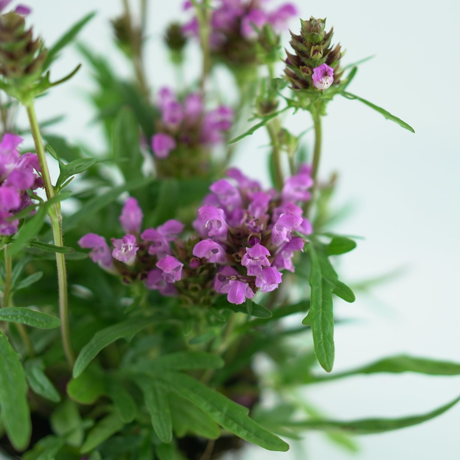 PRUNELLA GRANDIFLORA 'Bella Pink' Głowienka pospolita