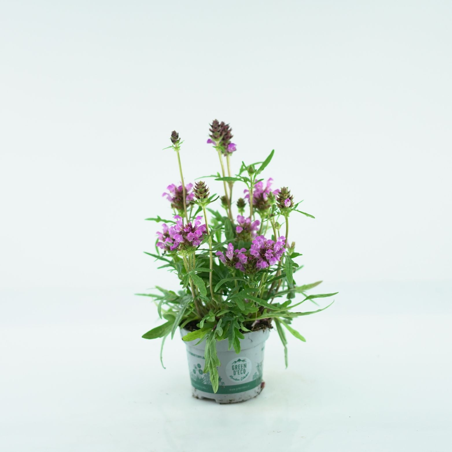 PRUNELLA GRANDIFLORA 'Bella Pink' Głowienka pospolita