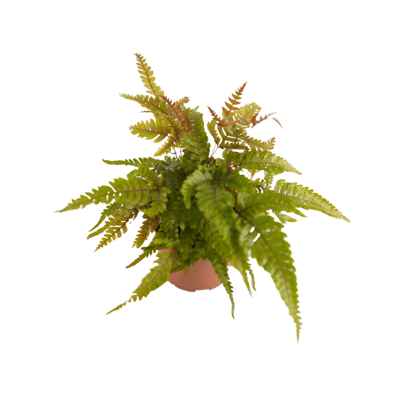 PTERIS QUADRIAURITA 'TRICOLOR' Paproć Orliczka