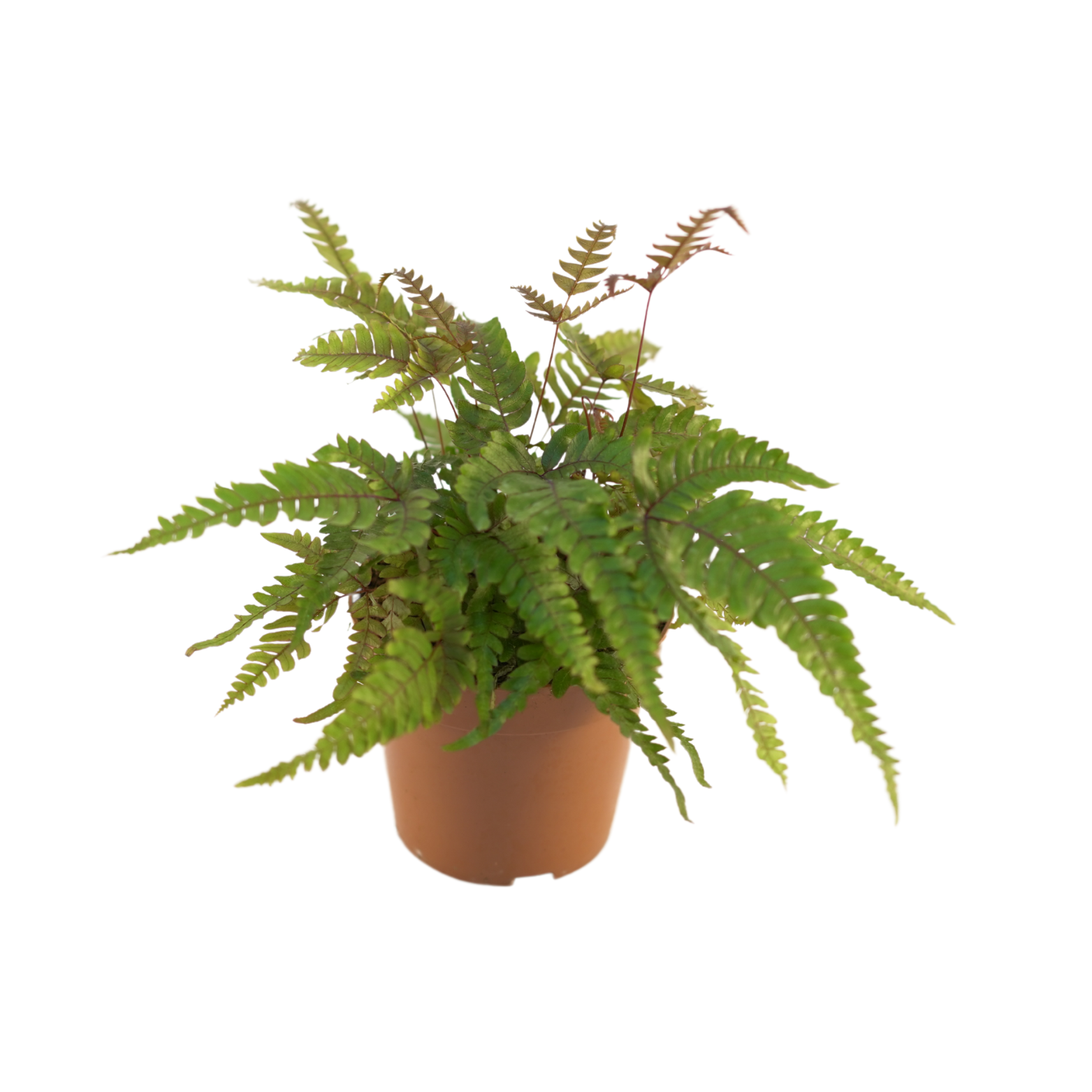 PTERIS QUADRIAURITA 'TRICOLOR' Paproć Orliczka