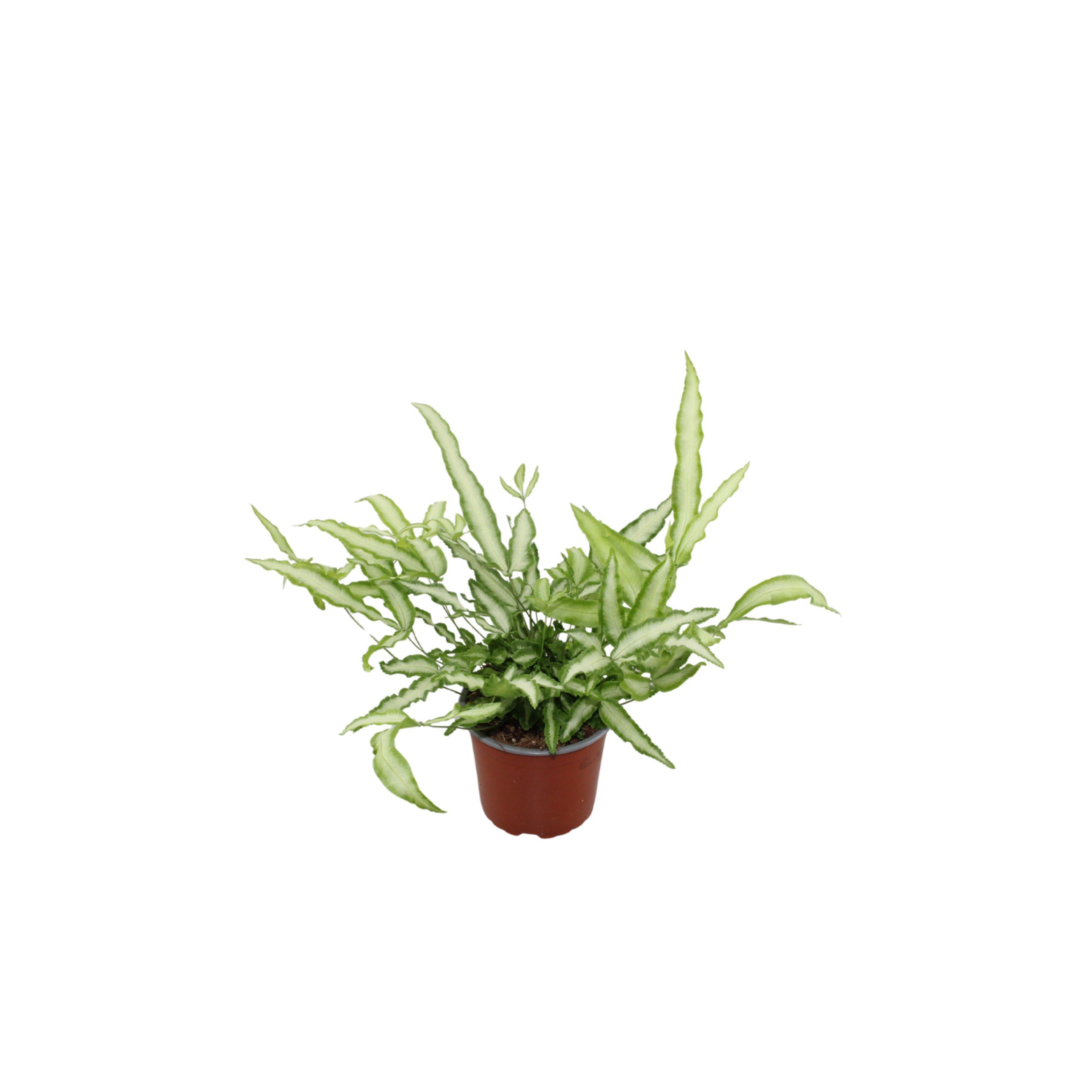 PTERIS CRETICA 'ALBOLINEATA' Paproć, Orliczka 28CM 