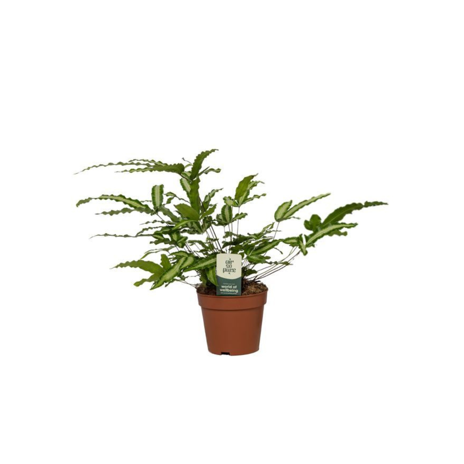 PTERIS CRETICA 'ALBOLINEATA' Paproć, Orliczka 35CM