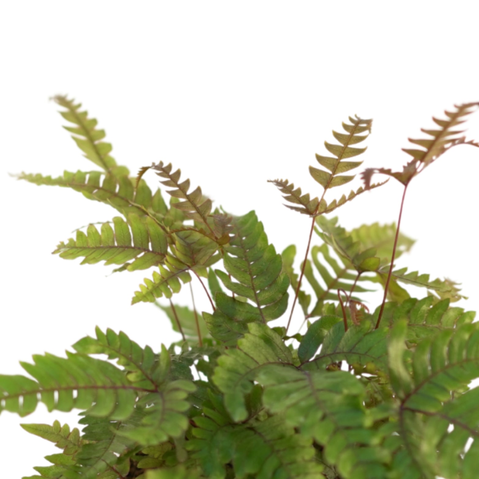 PTERIS QUADRIAURITA 'TRICOLOR' Paproć Orliczka