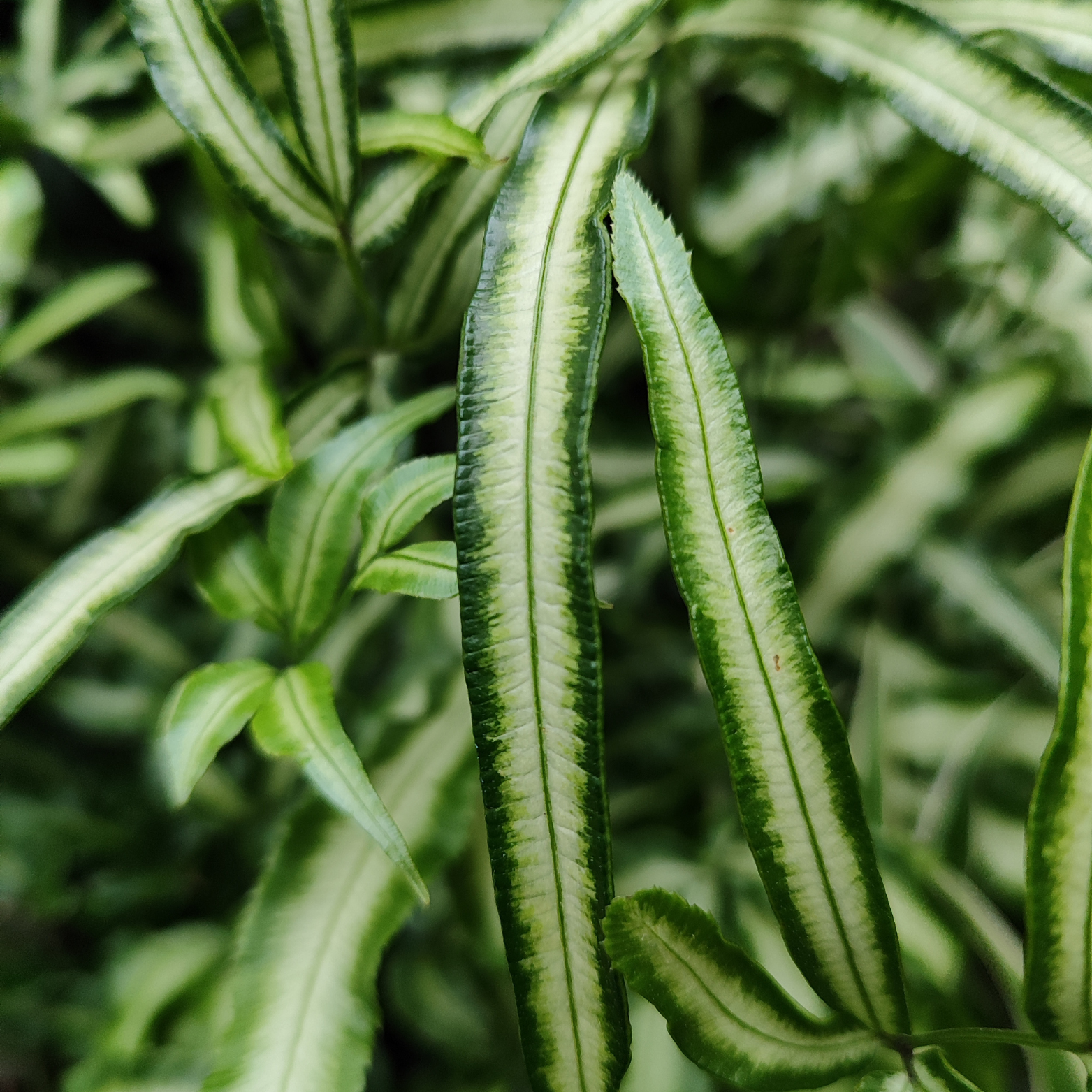 PTERIS CRETICA 'ALBOLINEATA' Paproć, Orliczka