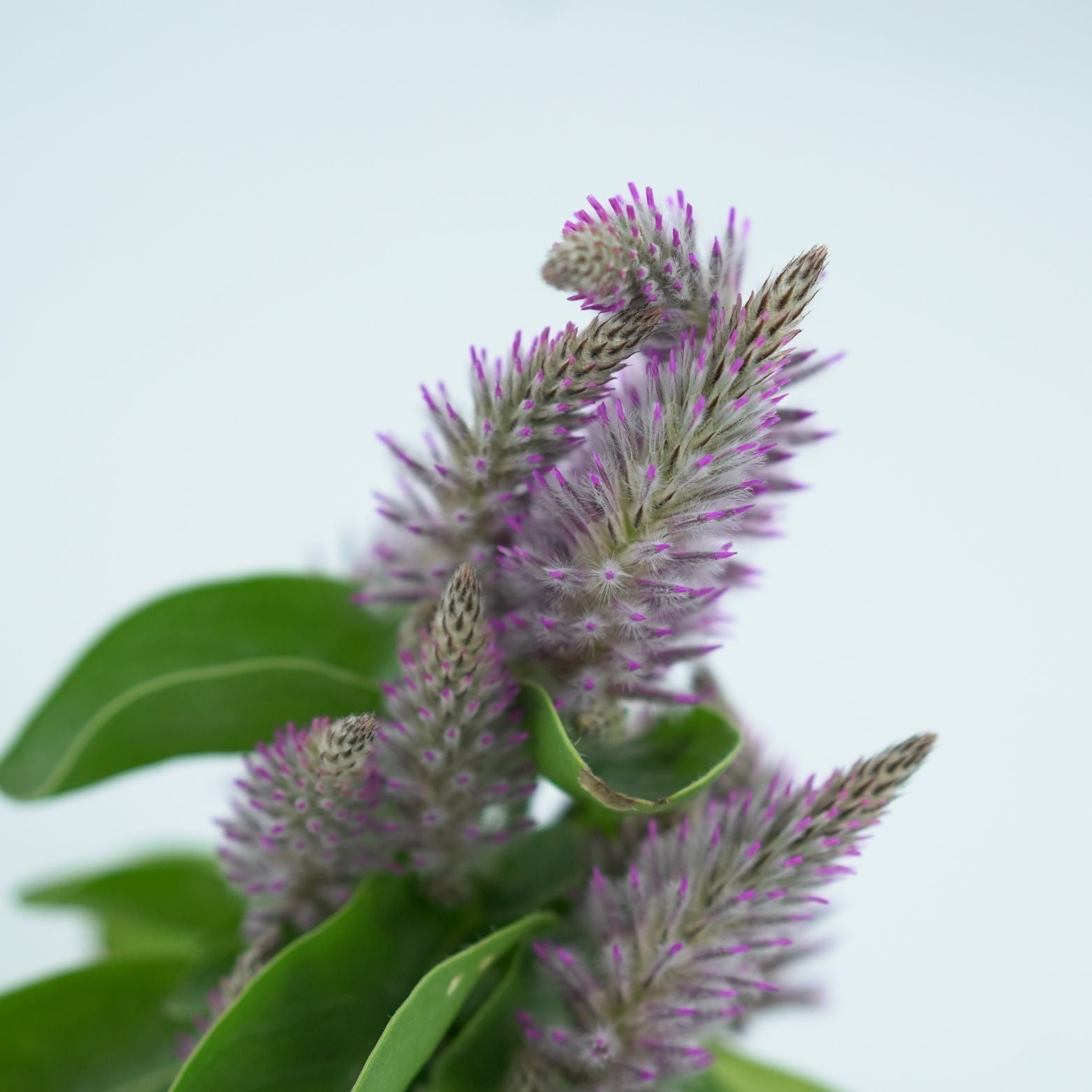 PTILOTUS EXALTATUS Króliczy ogonek