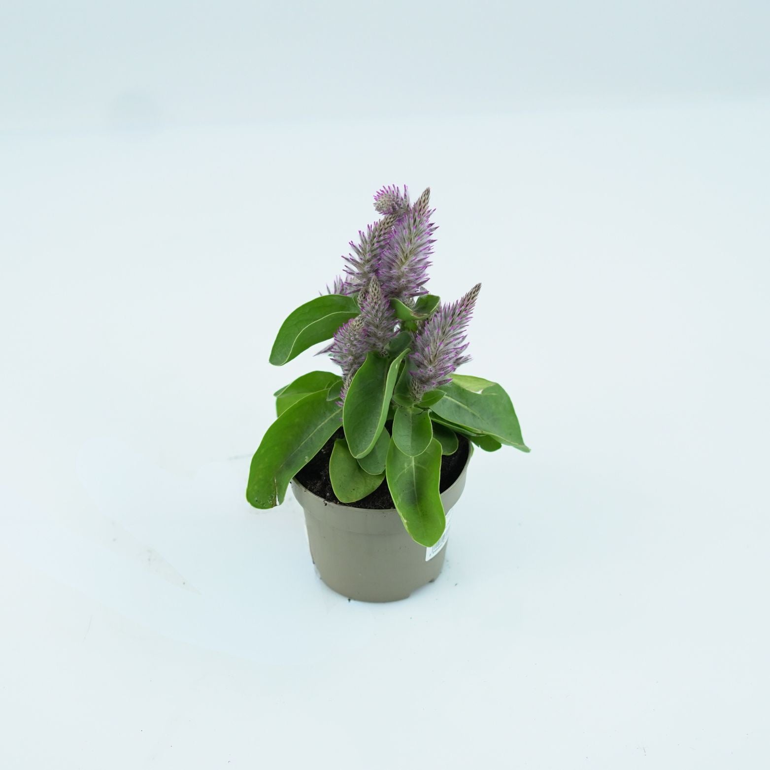 PTILOTUS EXALTATUS Króliczy ogonek