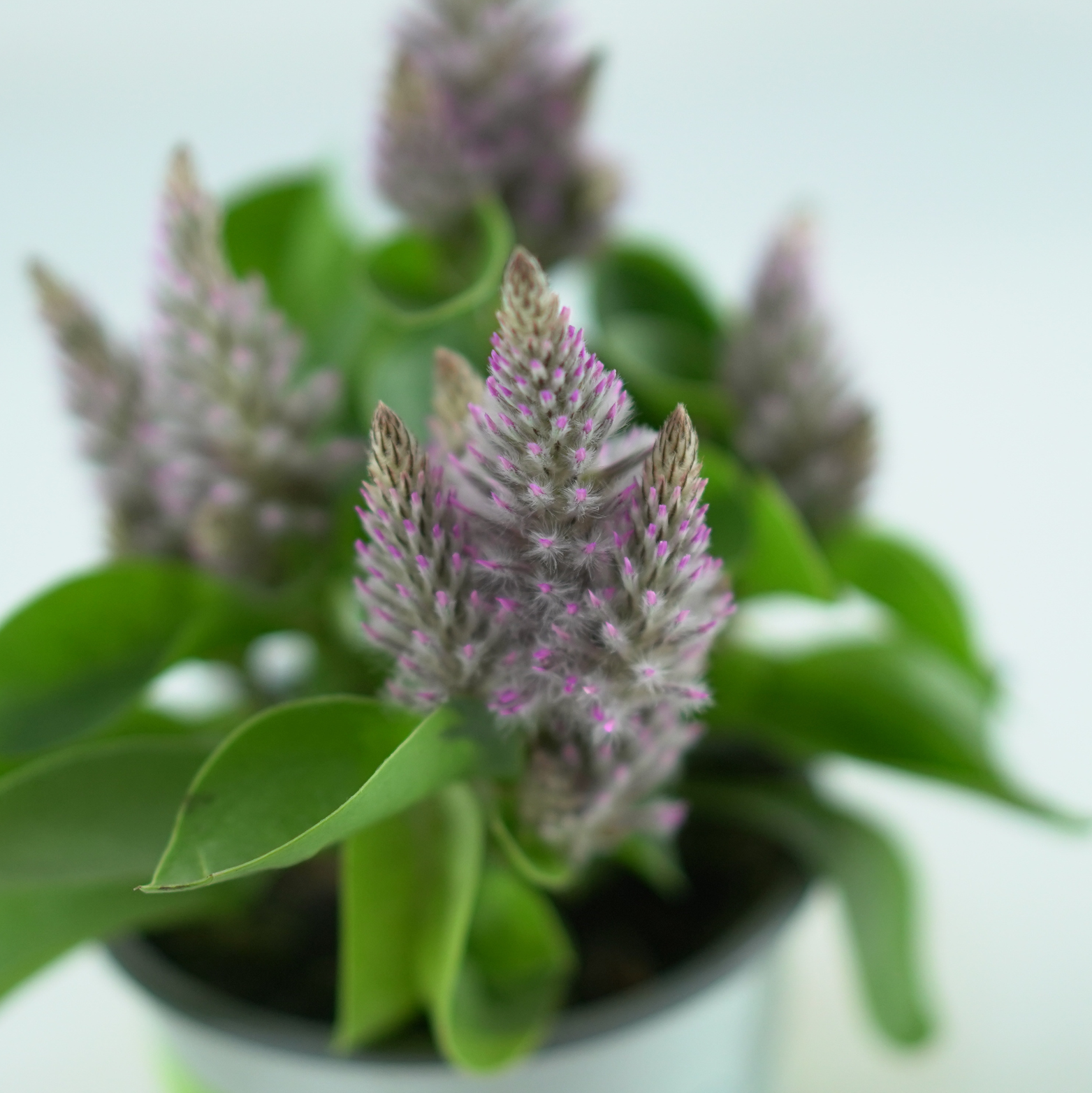 PTILOTUS EXALTATUS Króliczy ogonek