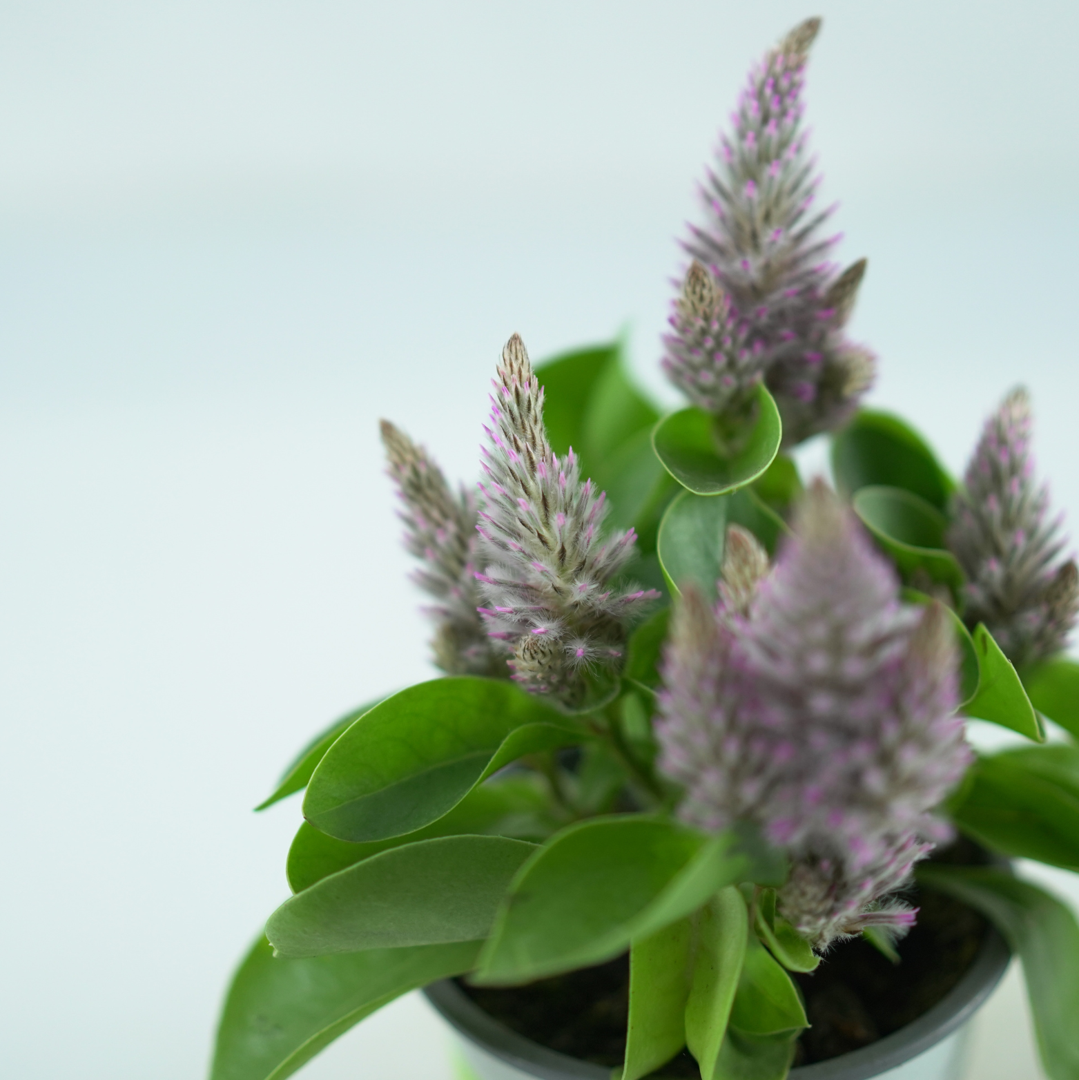 PTILOTUS EXALTATUS Króliczy ogonek