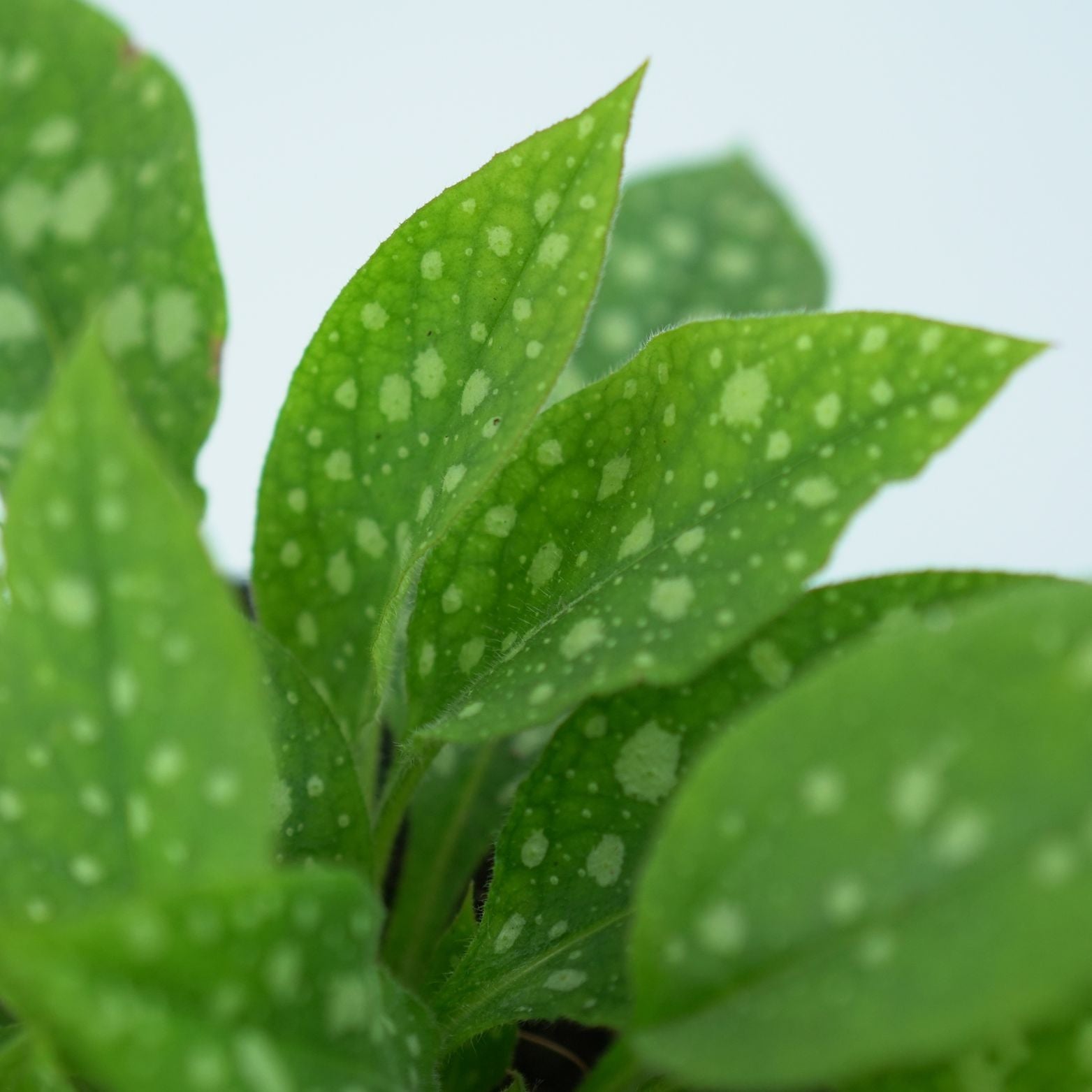 PULMONARIA 'SHRIMPS ON THE BARBIE' Miodunka