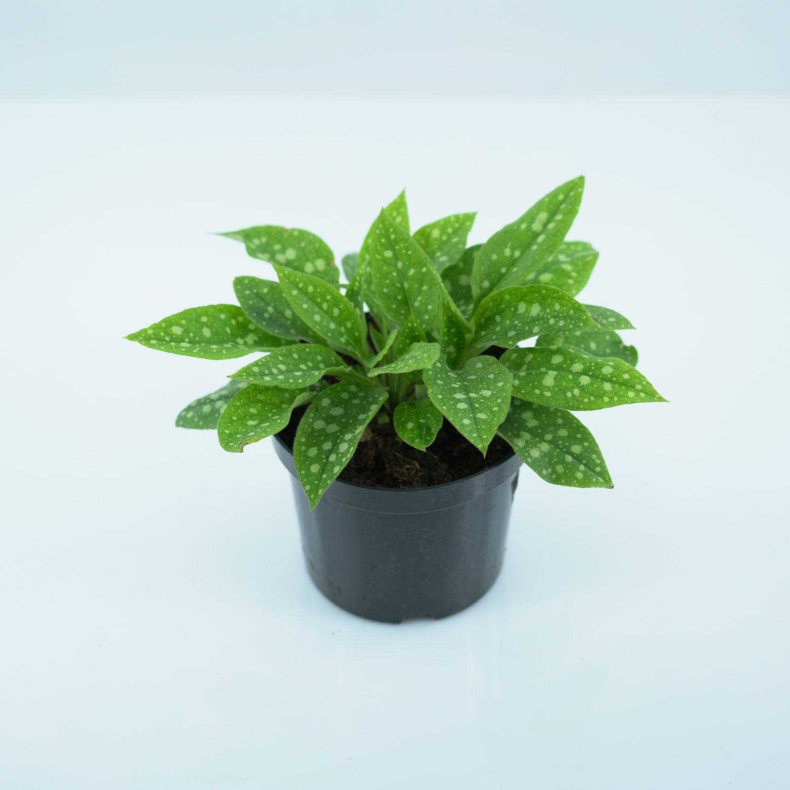PULMONARIA 'SHRIMPS ON THE BARBIE' Miodunka