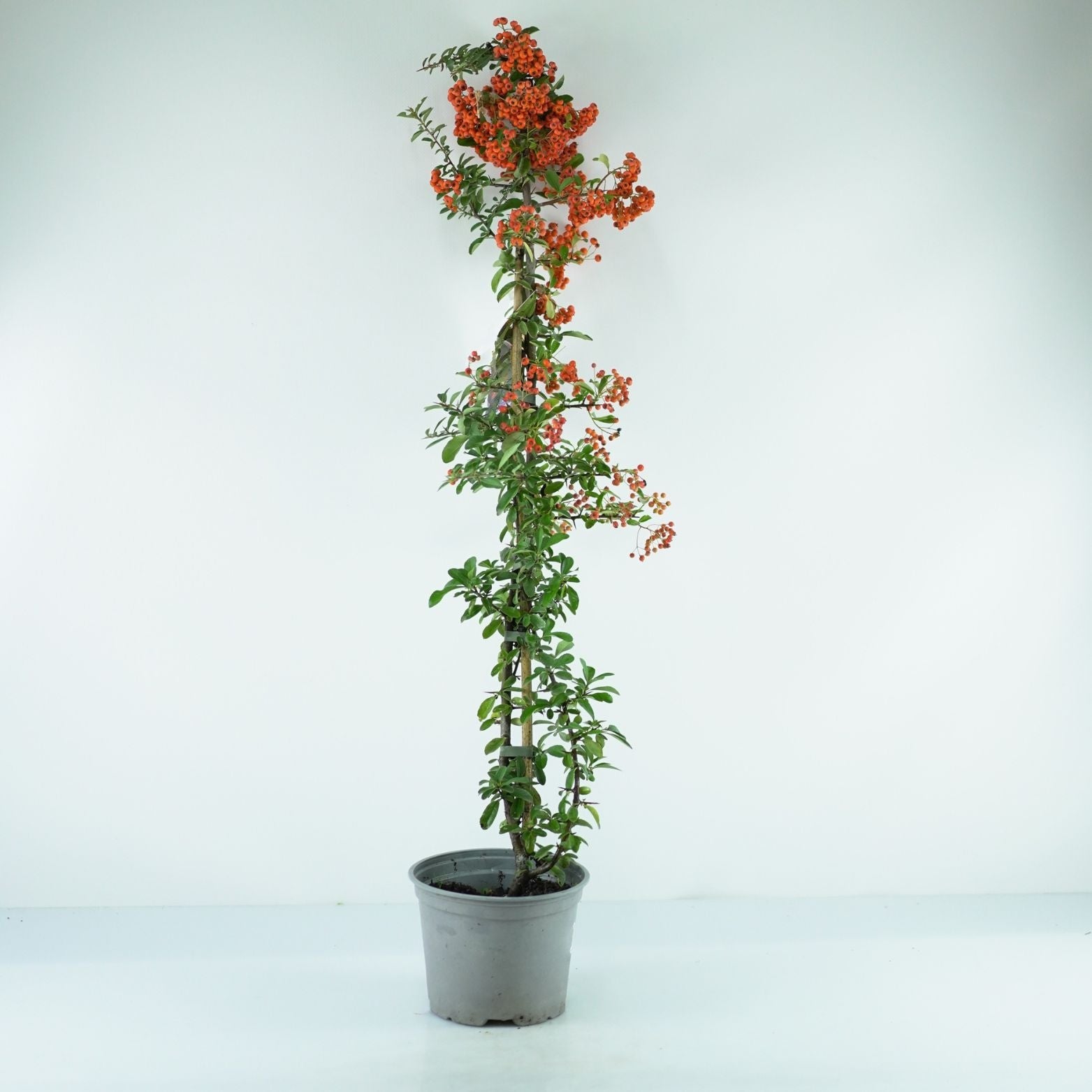 PYRACANTHA COCCINEA 'Orange Glow' Ognik szkarłatny
