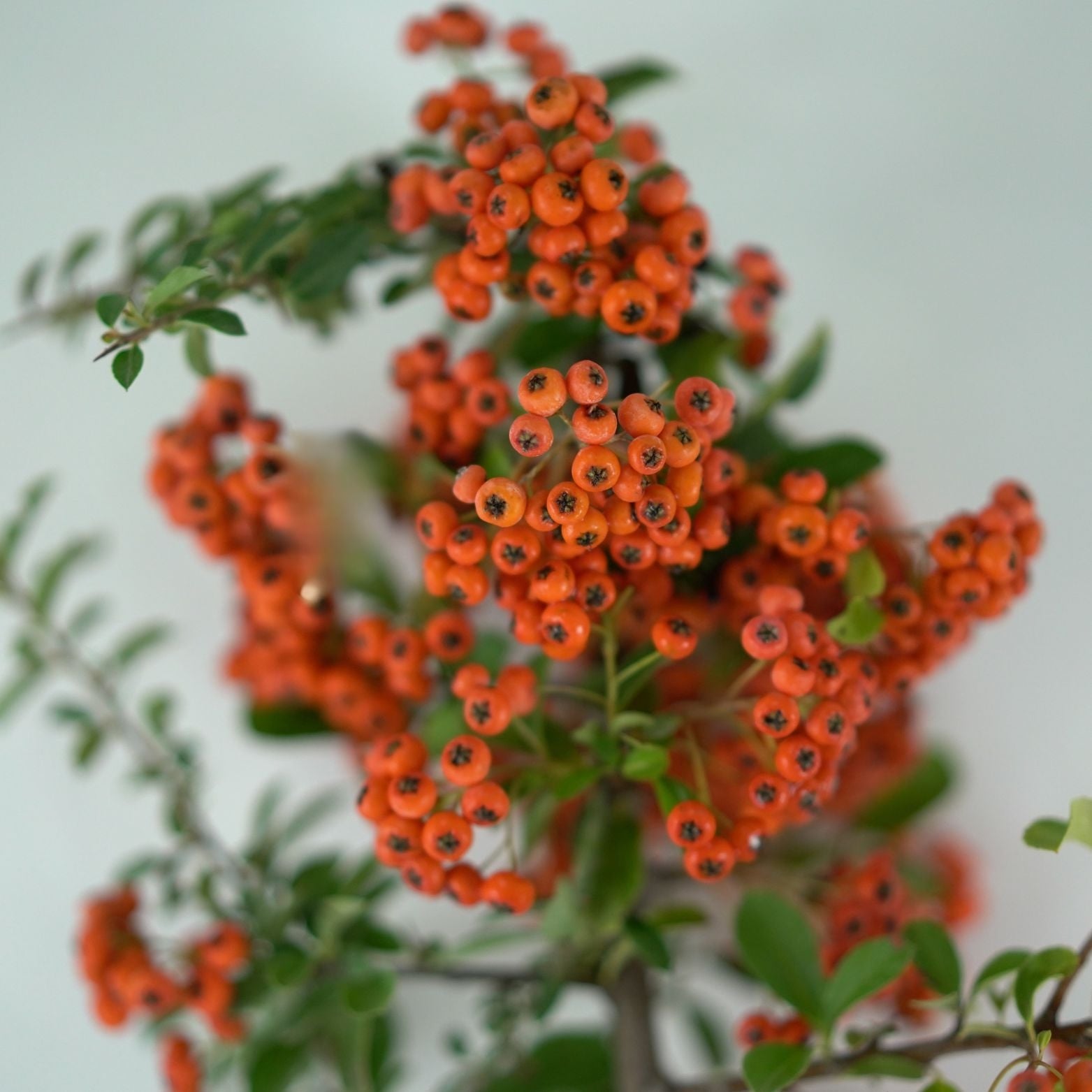 PYRACANTHA COCCINEA 'Orange Glow' Ognik szkarłatny