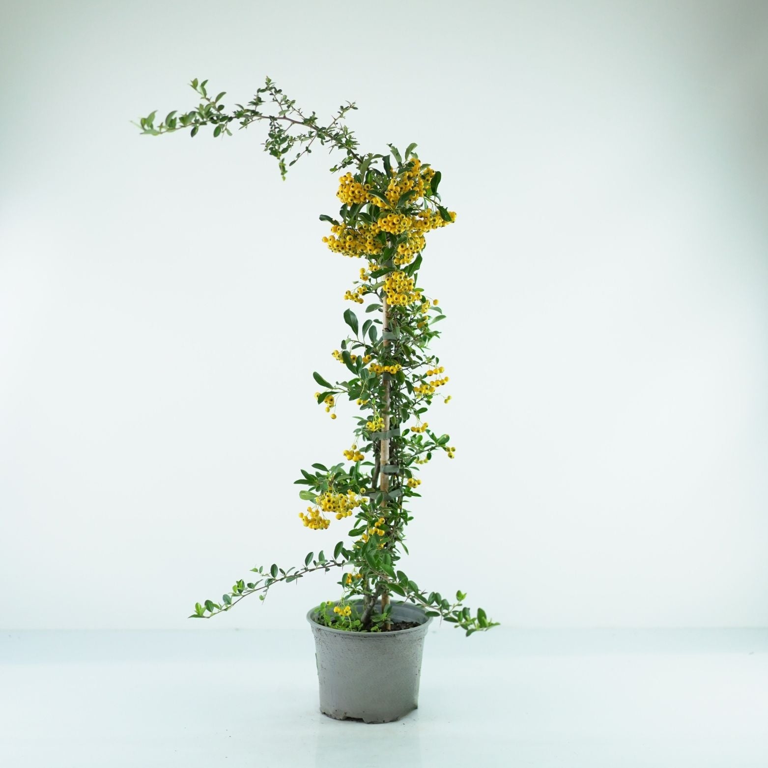 PYRACANTHA COCCINEA 'Soleil d'Or' Ognik szkarłatny