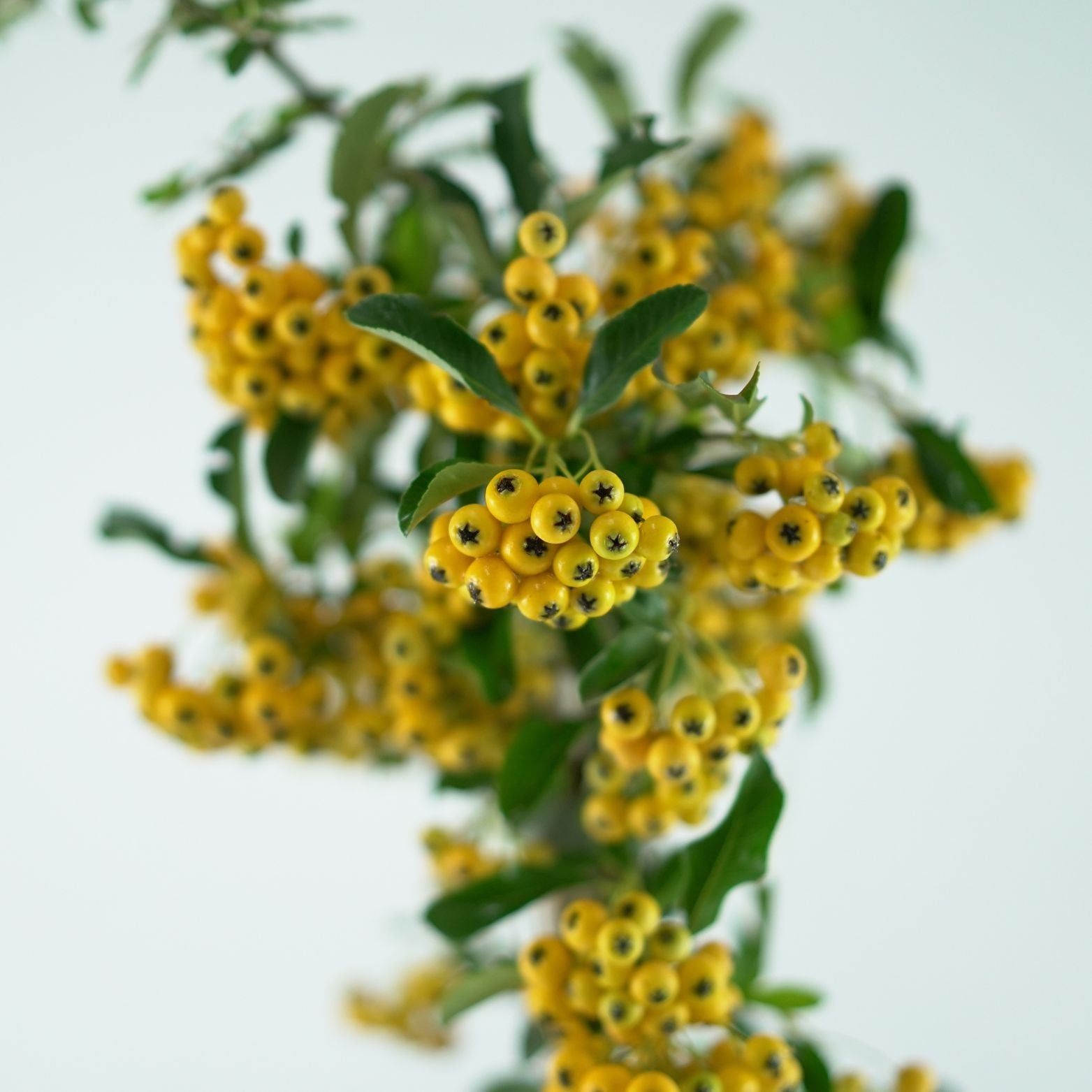 PYRACANTHA COCCINEA 'Soleil d'Or' Ognik szkarłatny