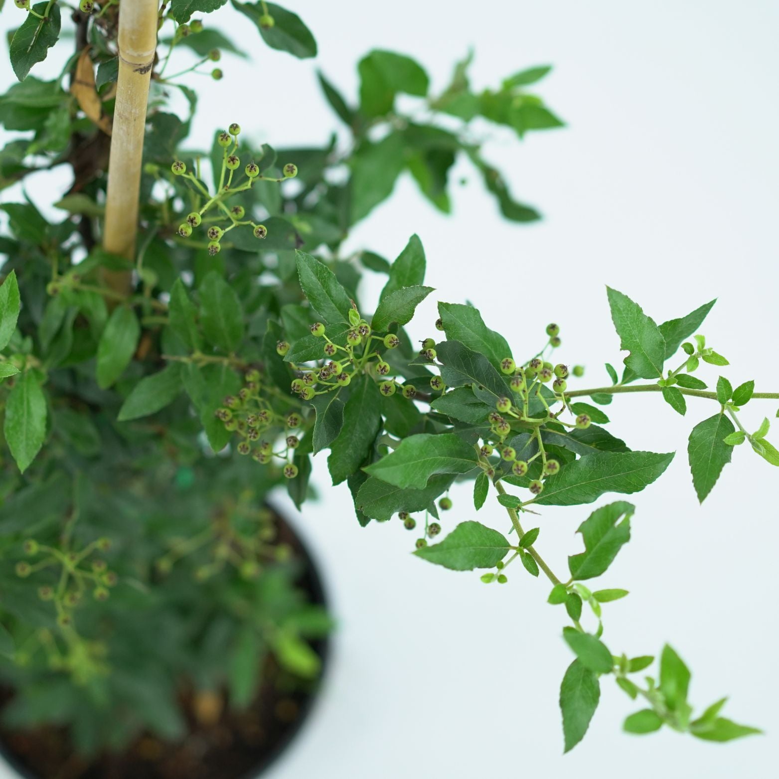 PYRACANTHA COCCINEA 'KUNTAYI' Ognik szkarłatny