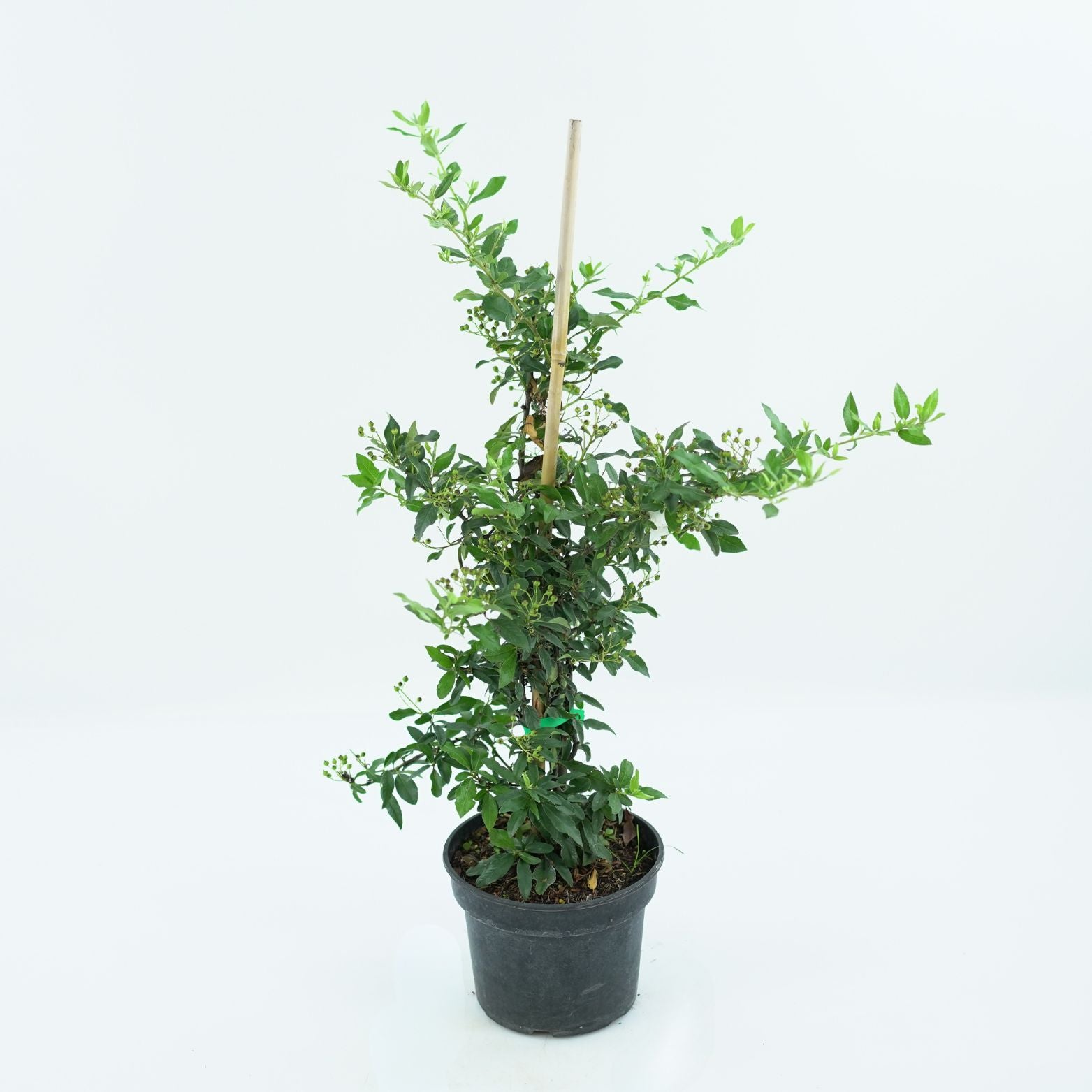 PYRACANTHA COCCINEA 'KUNTAYI' Ognik szkarłatny