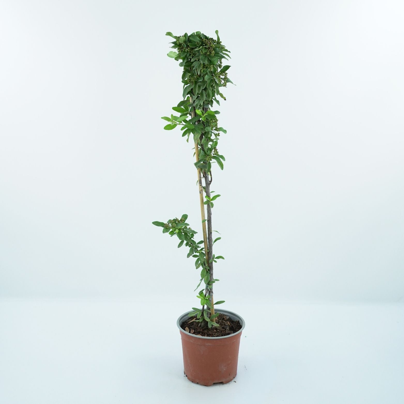 PYRACANTHA COCCINEA 'ORANGE STAR' Ognik szkarłatny