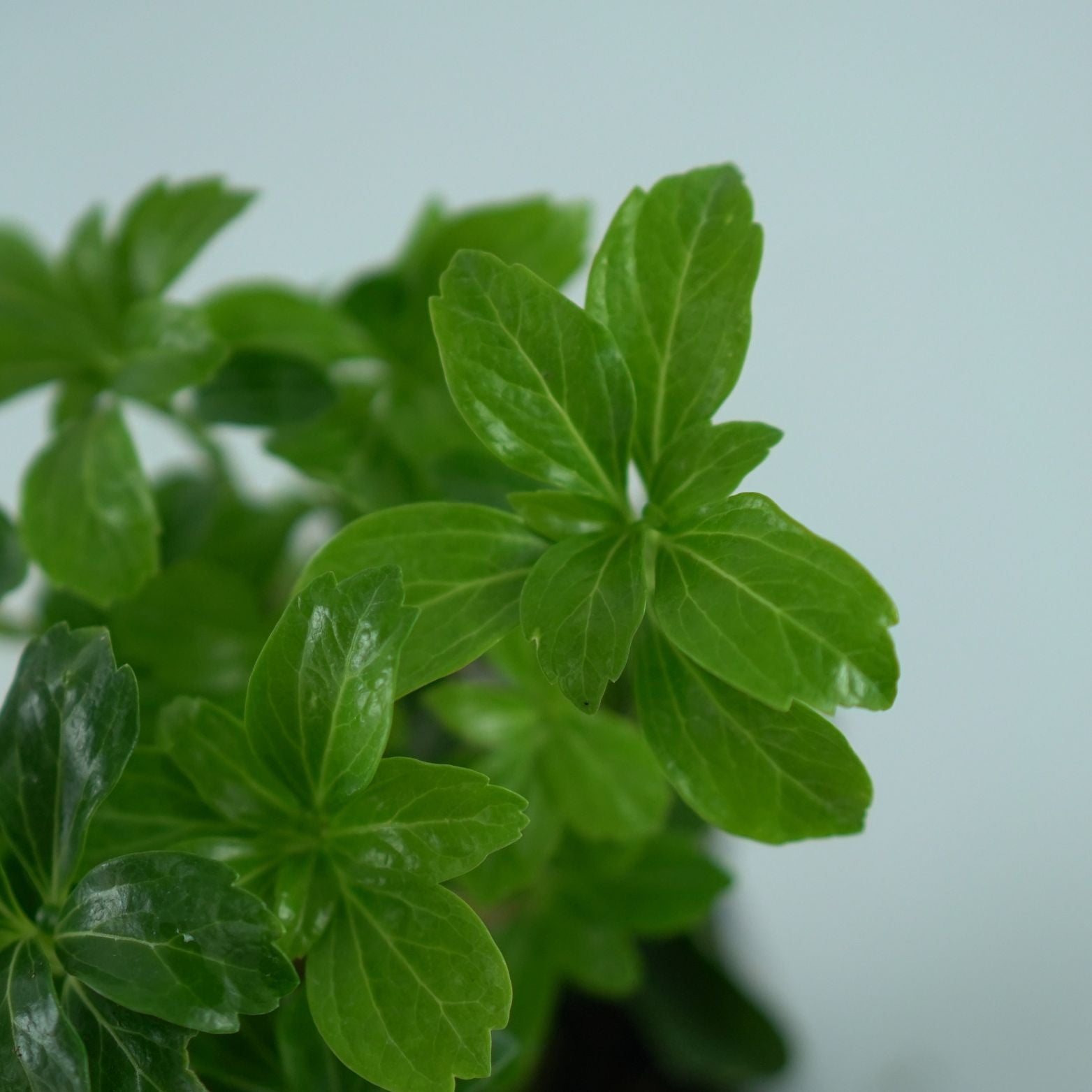 PACHYSANDRA TERMINALIS Runianka japońska